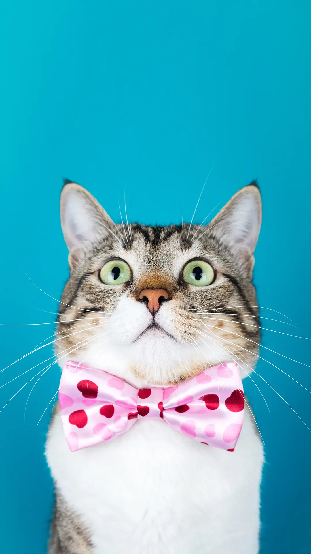 一起撸猫-拍信图库