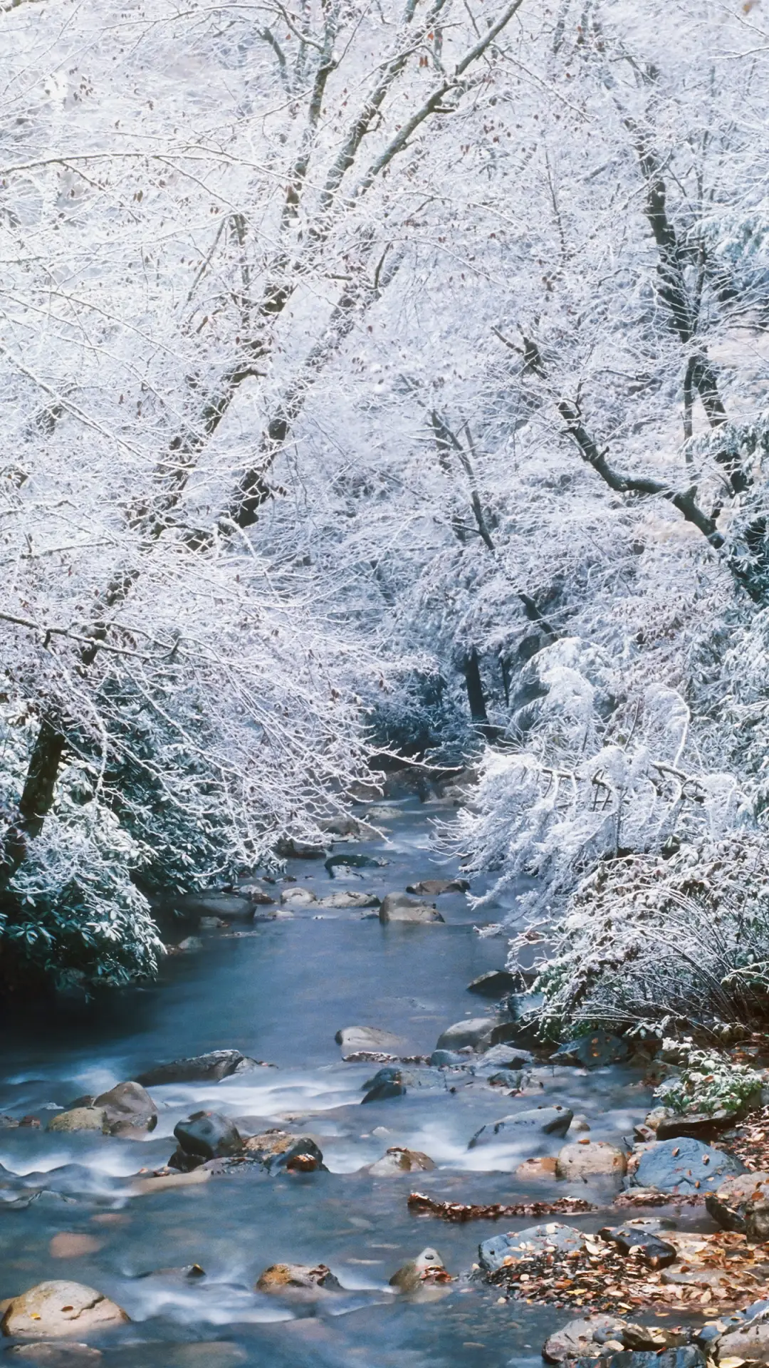 冬日浪漫-拍信图库