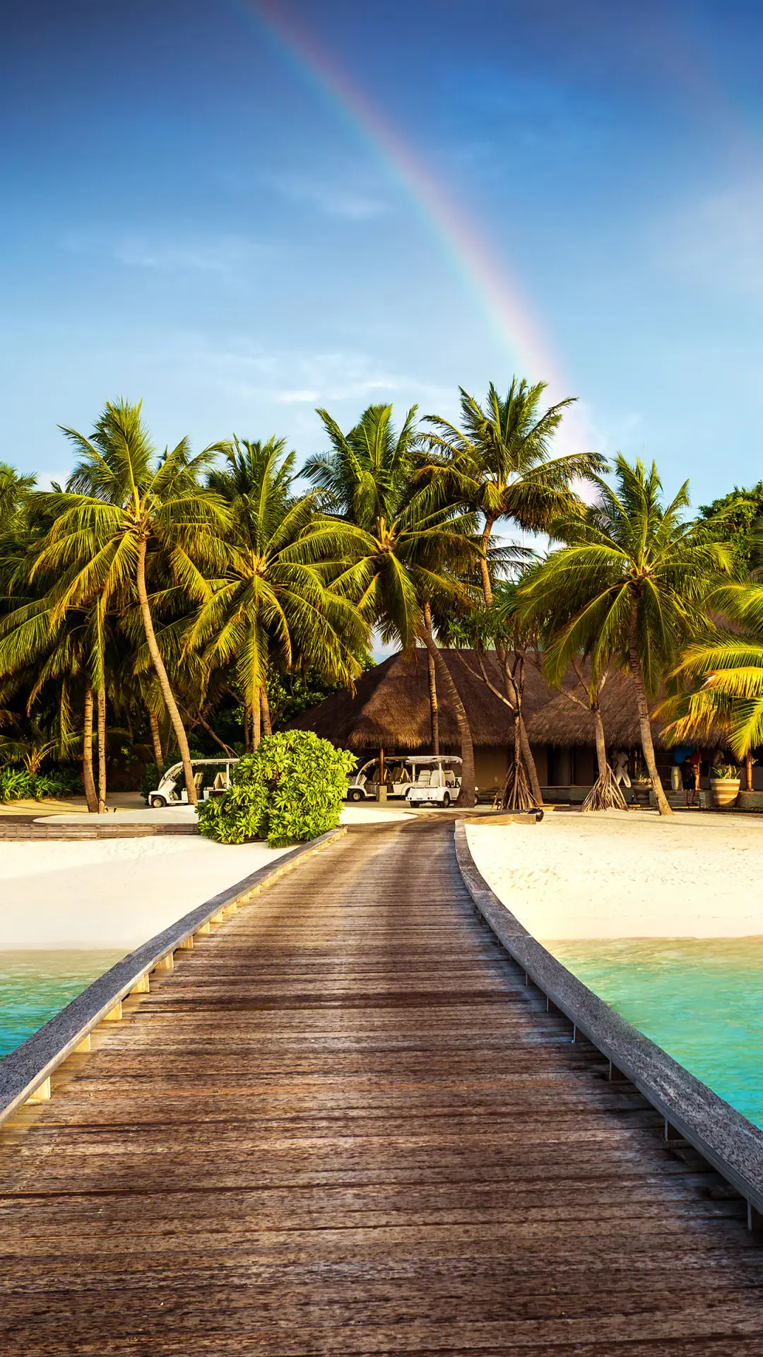 青青棕桐树壁纸-锐景创意