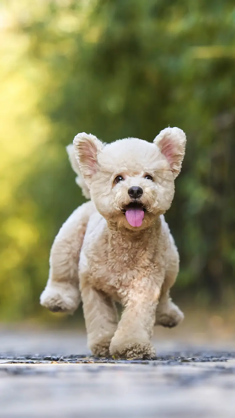 玩耍中的小泰迪 - Screenshot 1