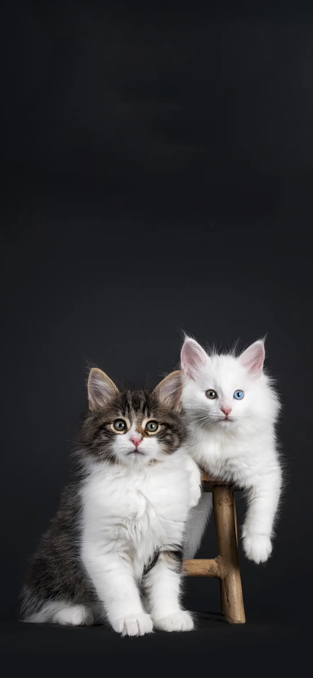 猫咪写真壁纸-锐景创意 - Screenshot 1