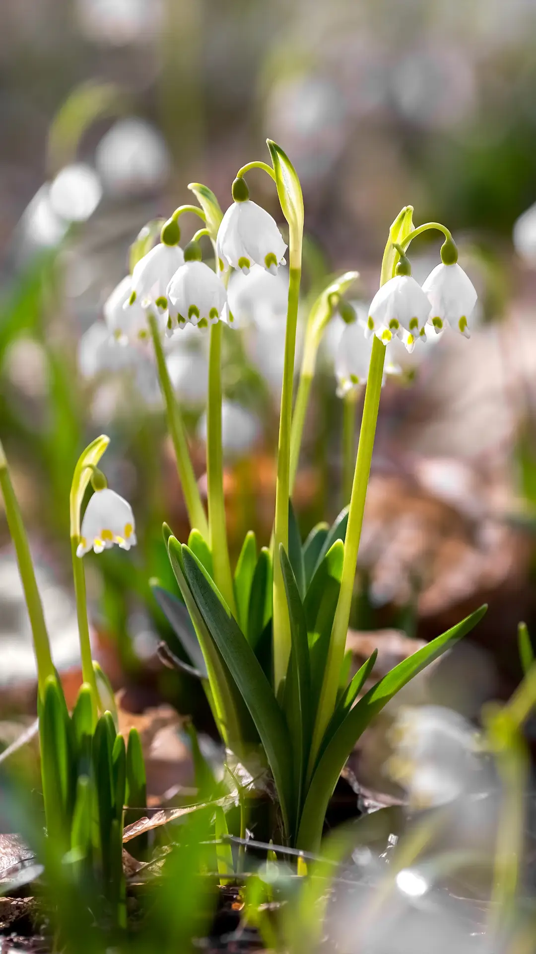 春暖花开-拍信图库