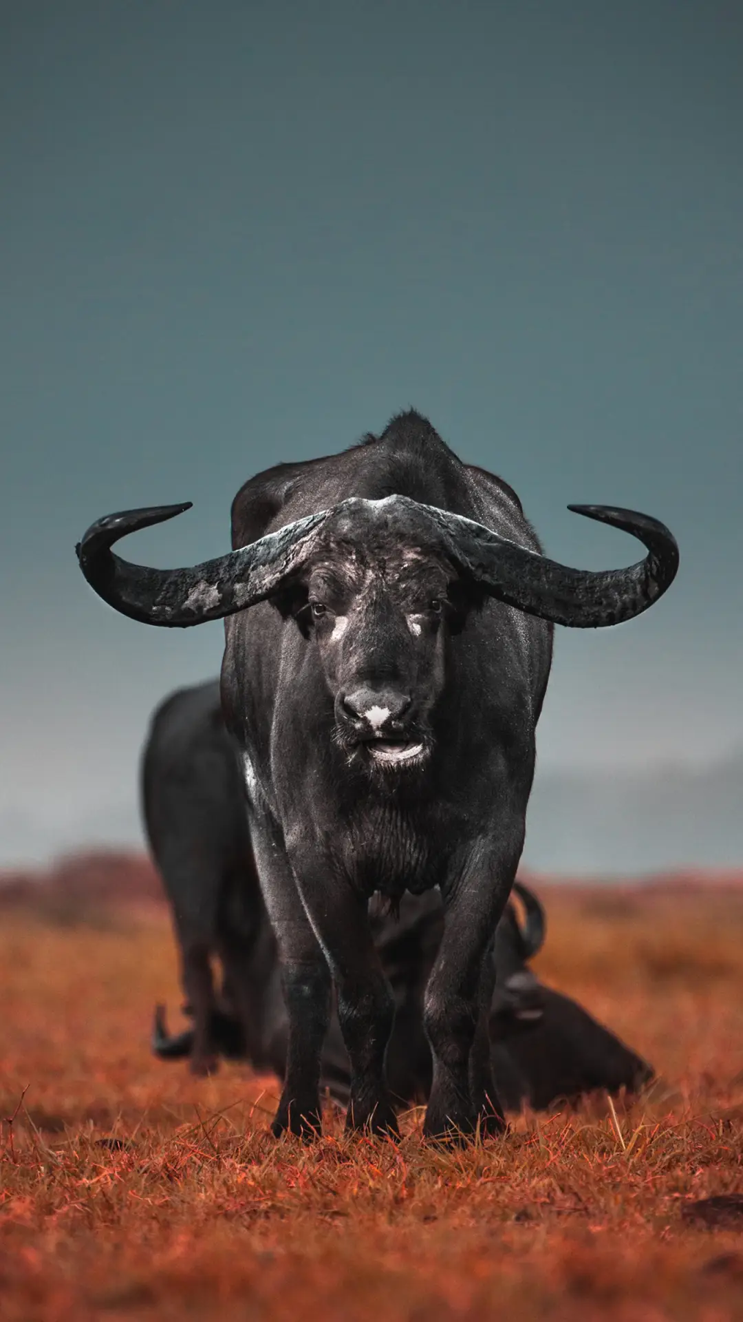 神奇的动物-锐景创意