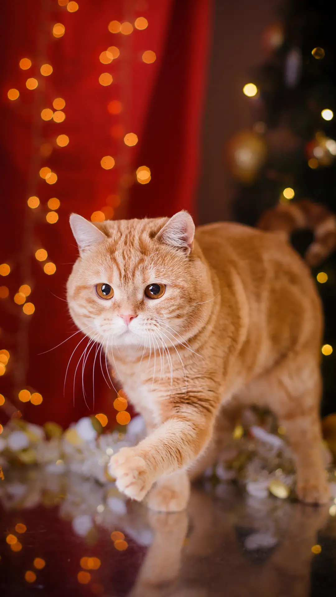 萌系动物-拍信图库 - Screenshot 1