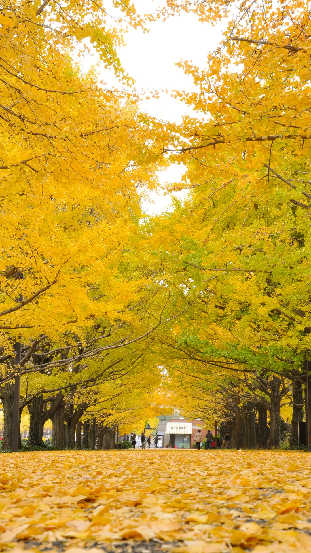 银杏树下-拍信图库