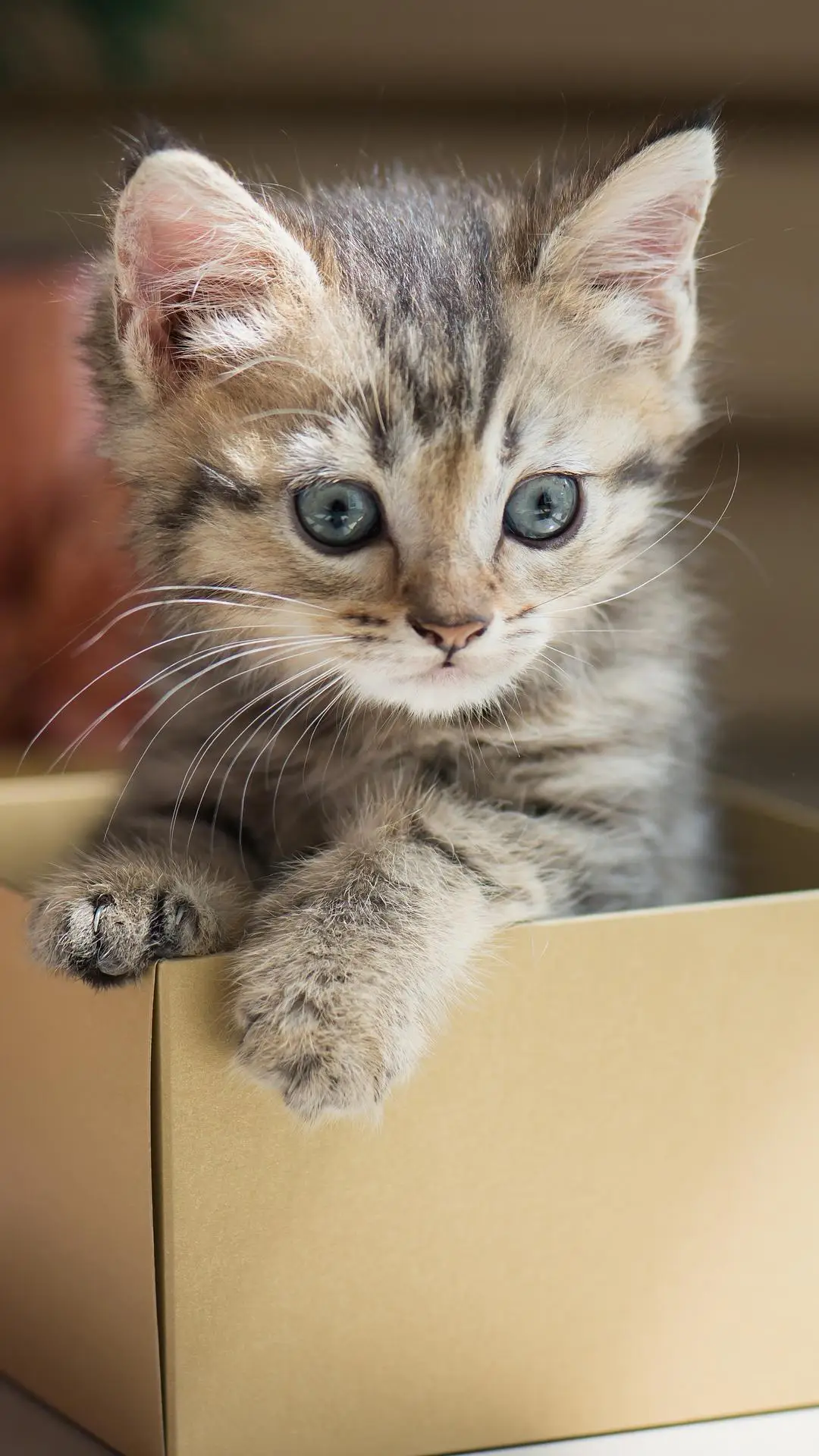 猫咪与纸盒的故事 - Screenshot 1