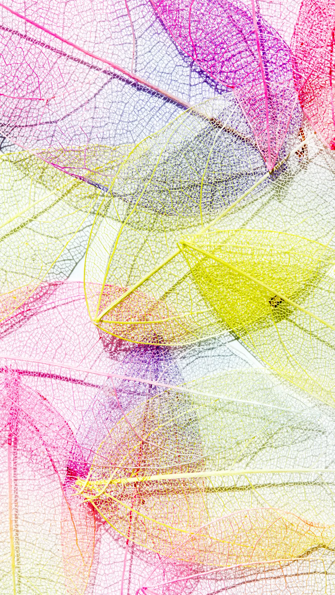 彩色叶子-锐景创意 - Screenshot 1