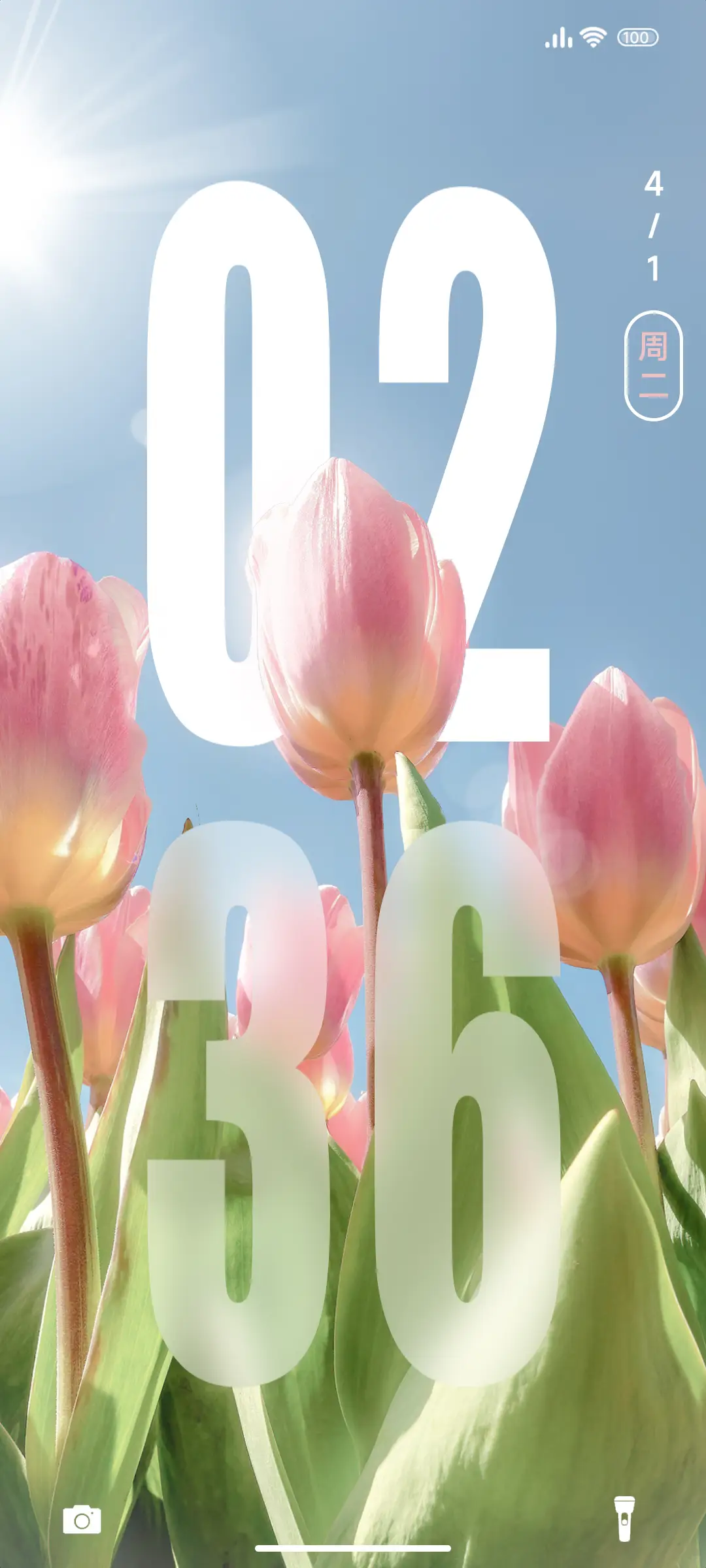 澎湃景深郁金香