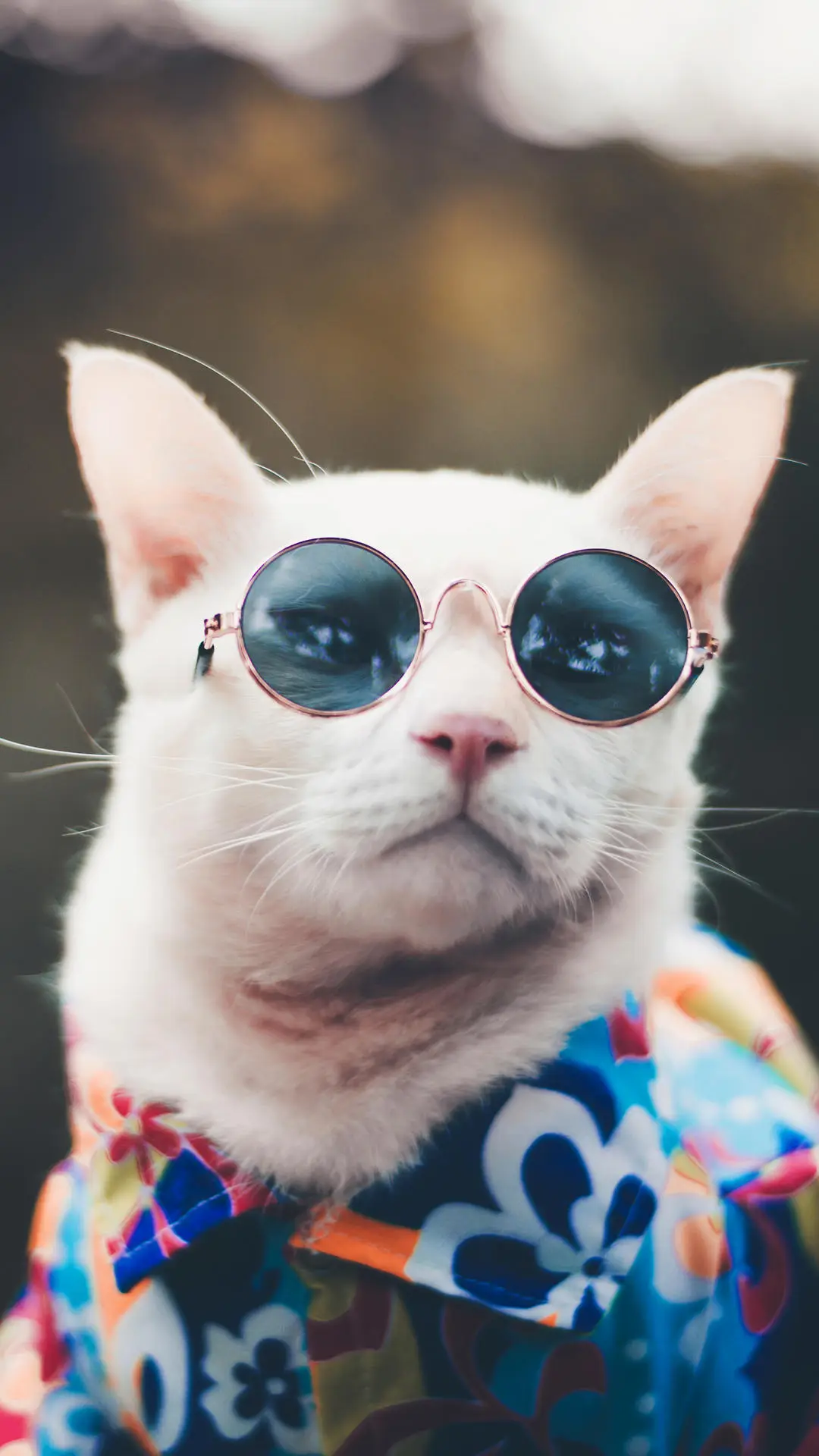 “经济实用型”的猫咪 - Screenshot 1