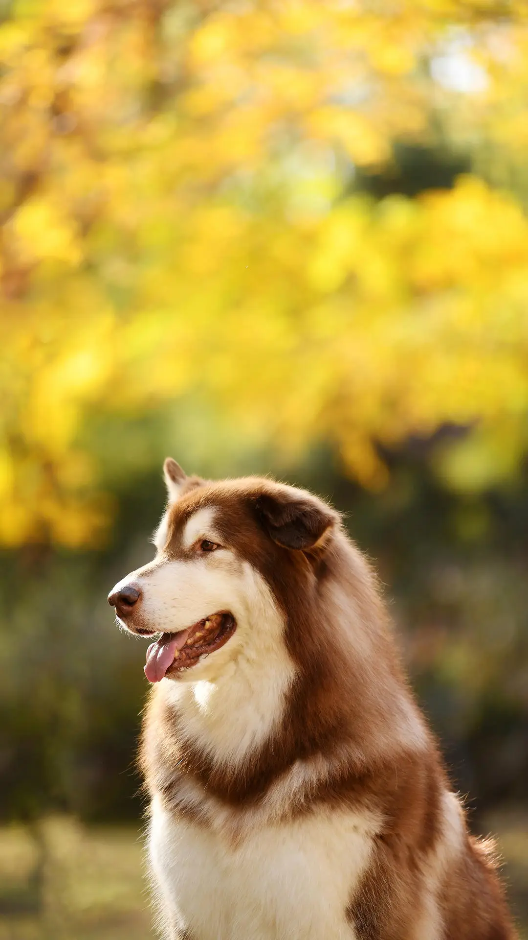 如何给狗狗洗澡？ - Screenshot 1