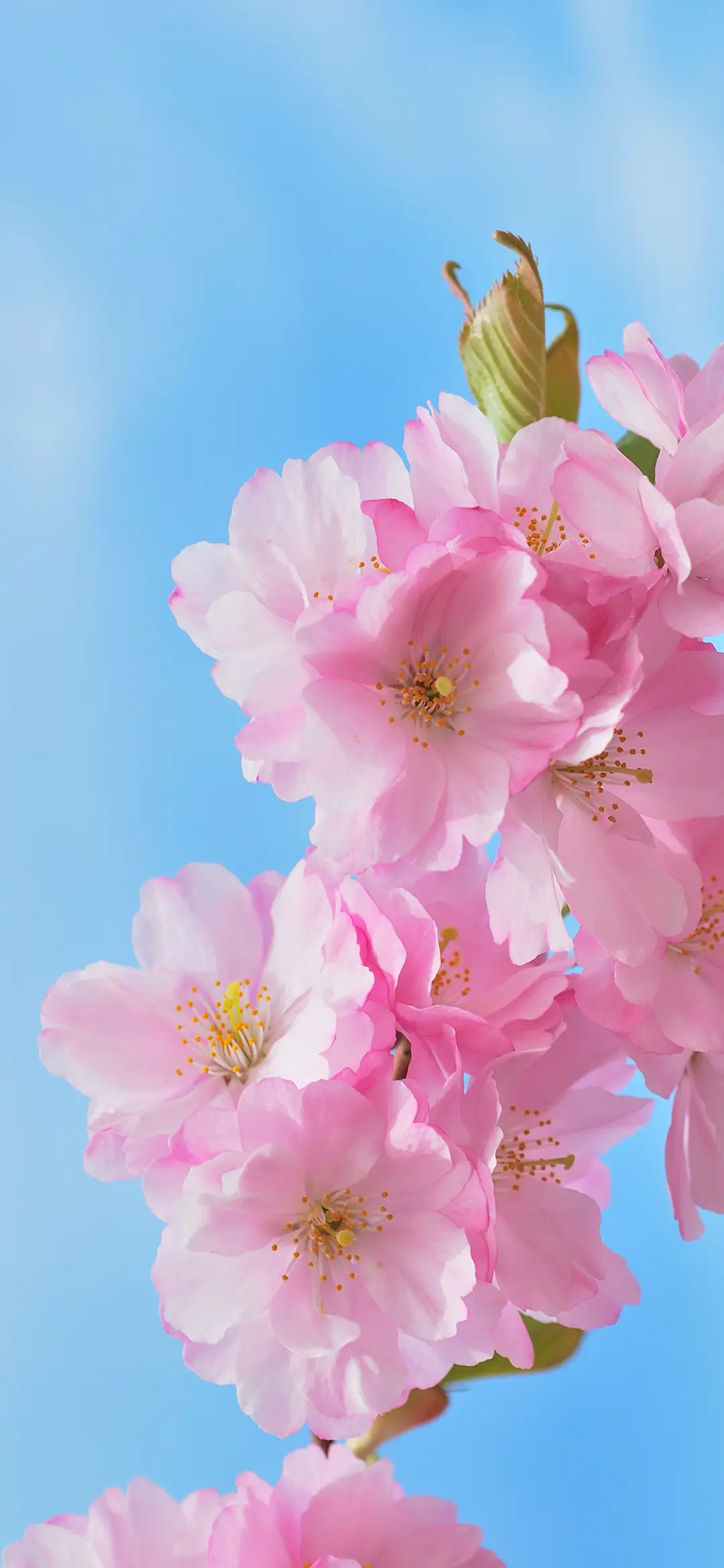 花花万物-拍信图库