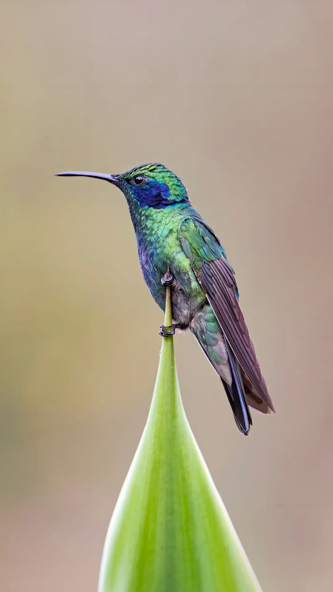 自由的鸟儿-锐景创意