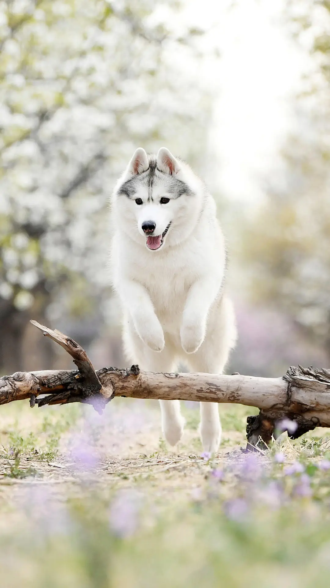 汪星人如何叫你起床