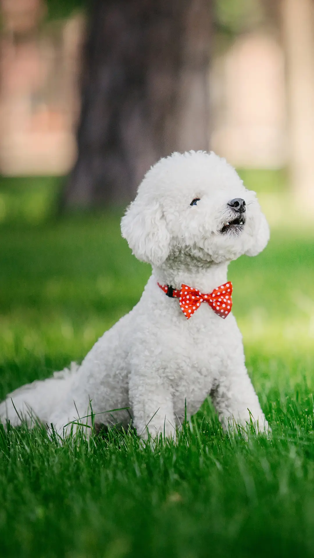 助狗狗变“社交名媛” - Screenshot 1