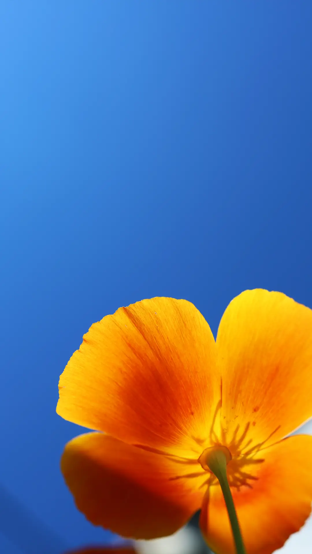 微距花朵-拍信图库