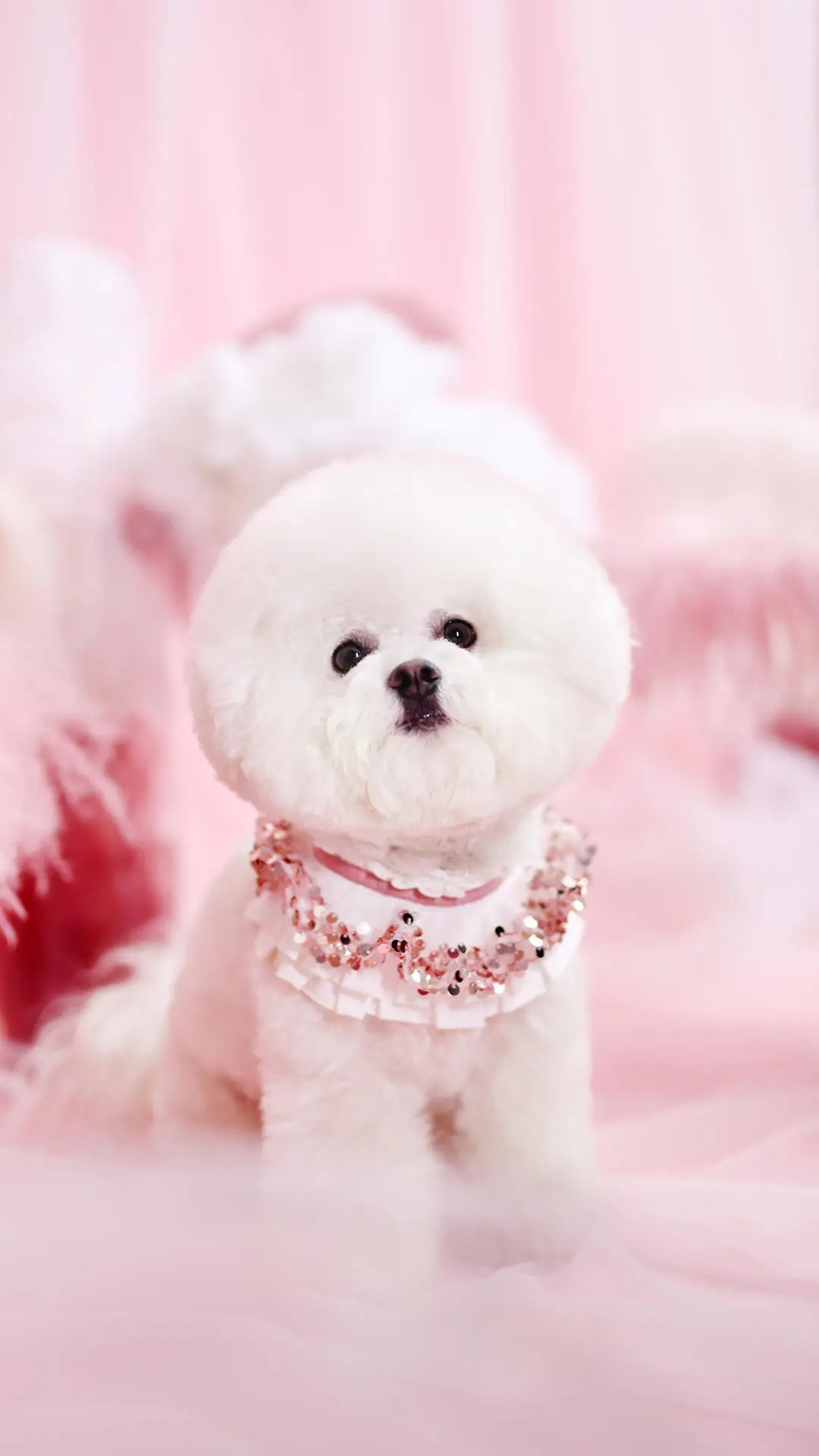 所有狗狗都害怕兽医吗