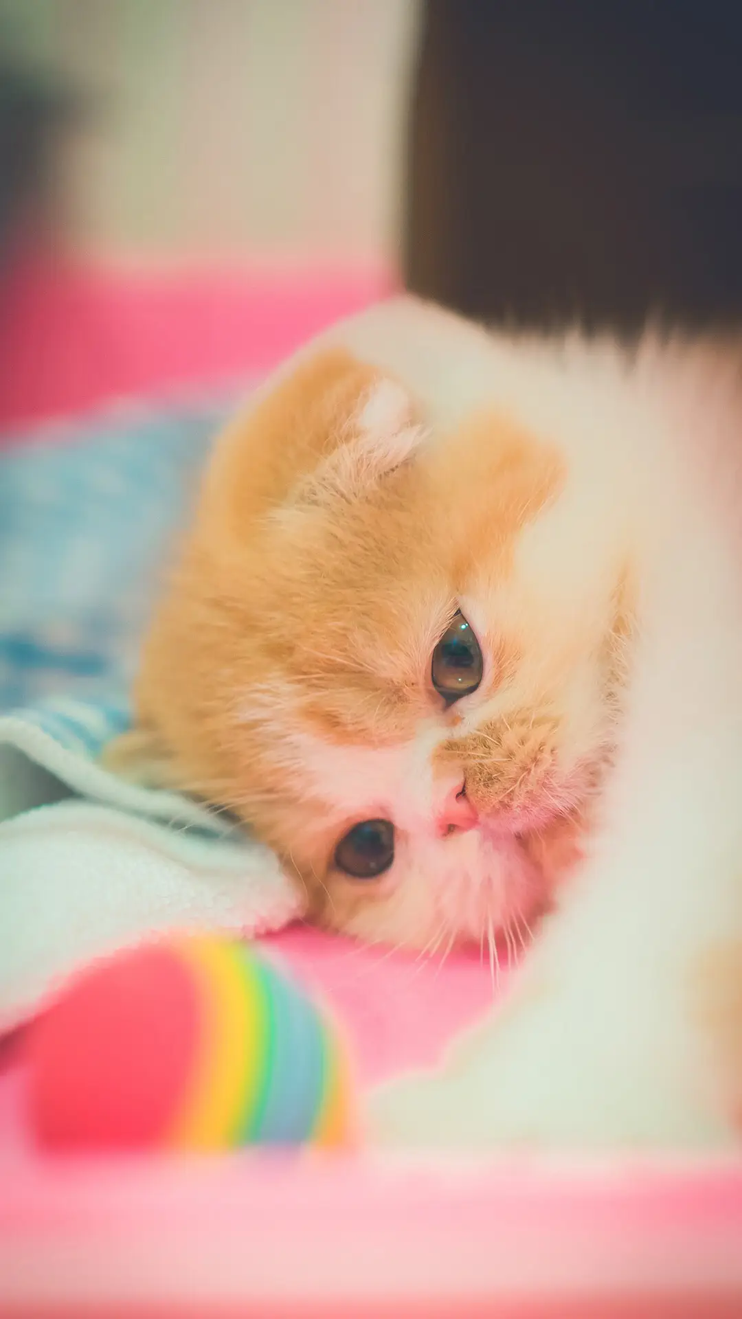 可爱喵星人呆萌