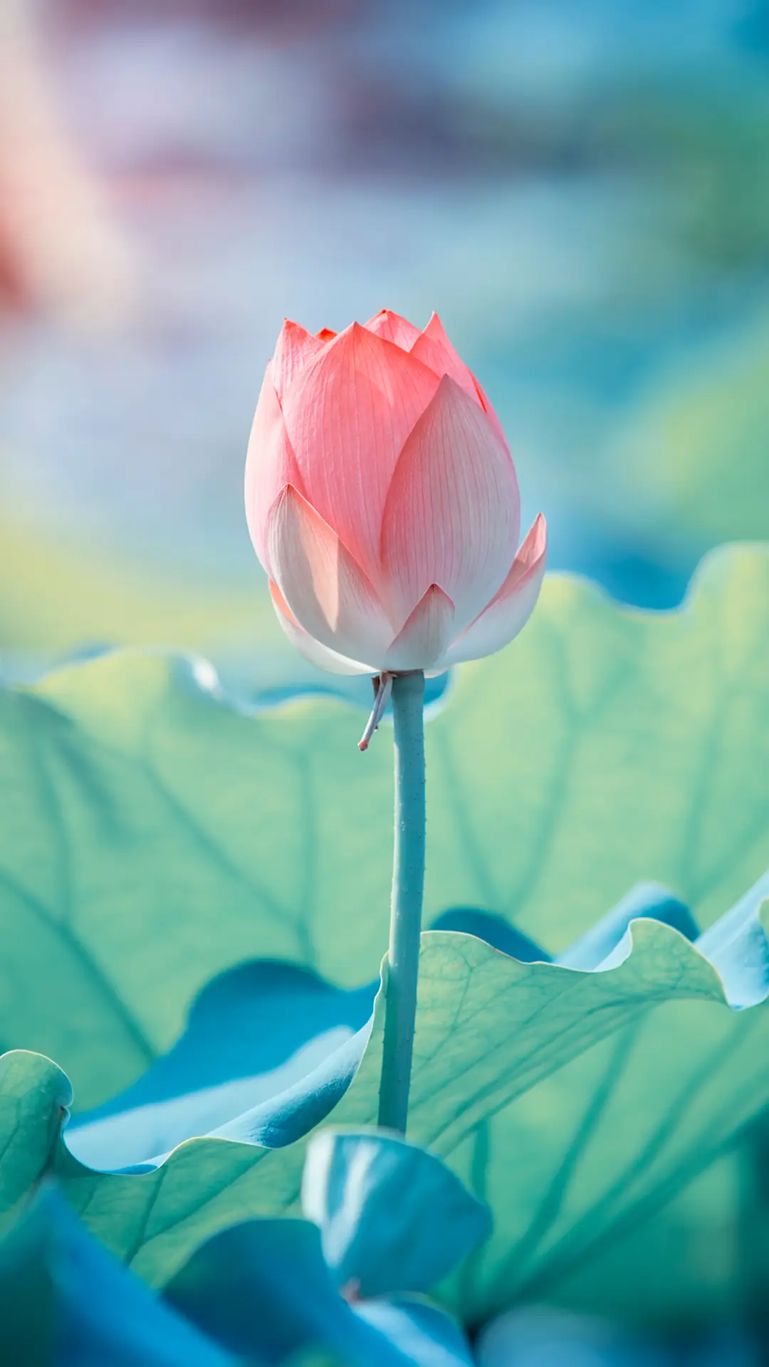 清雅荷花-拍信图库 - Screenshot 1