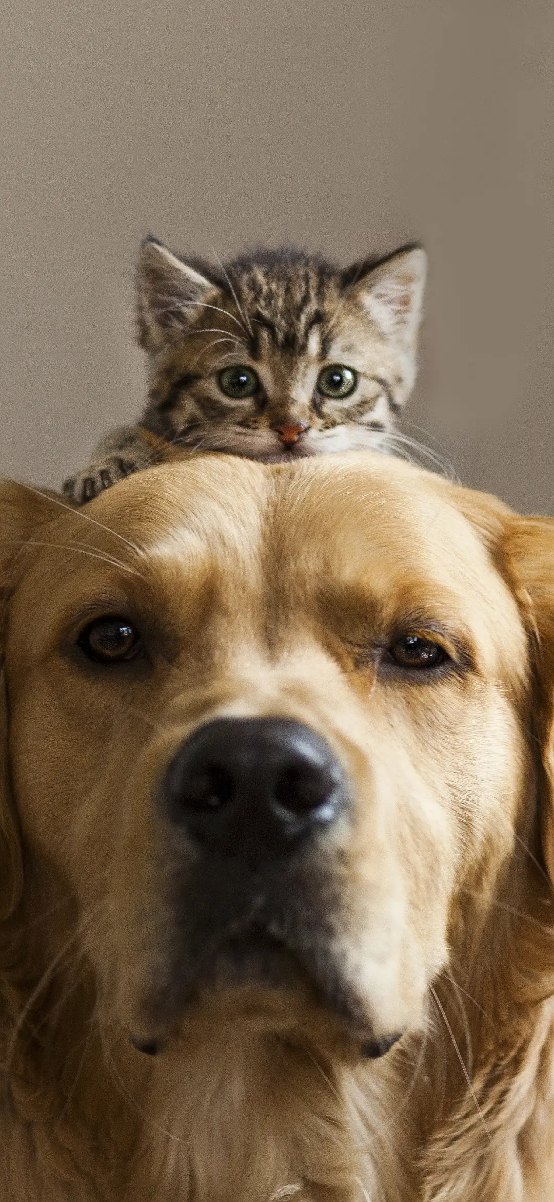 万物有灵-视觉中国