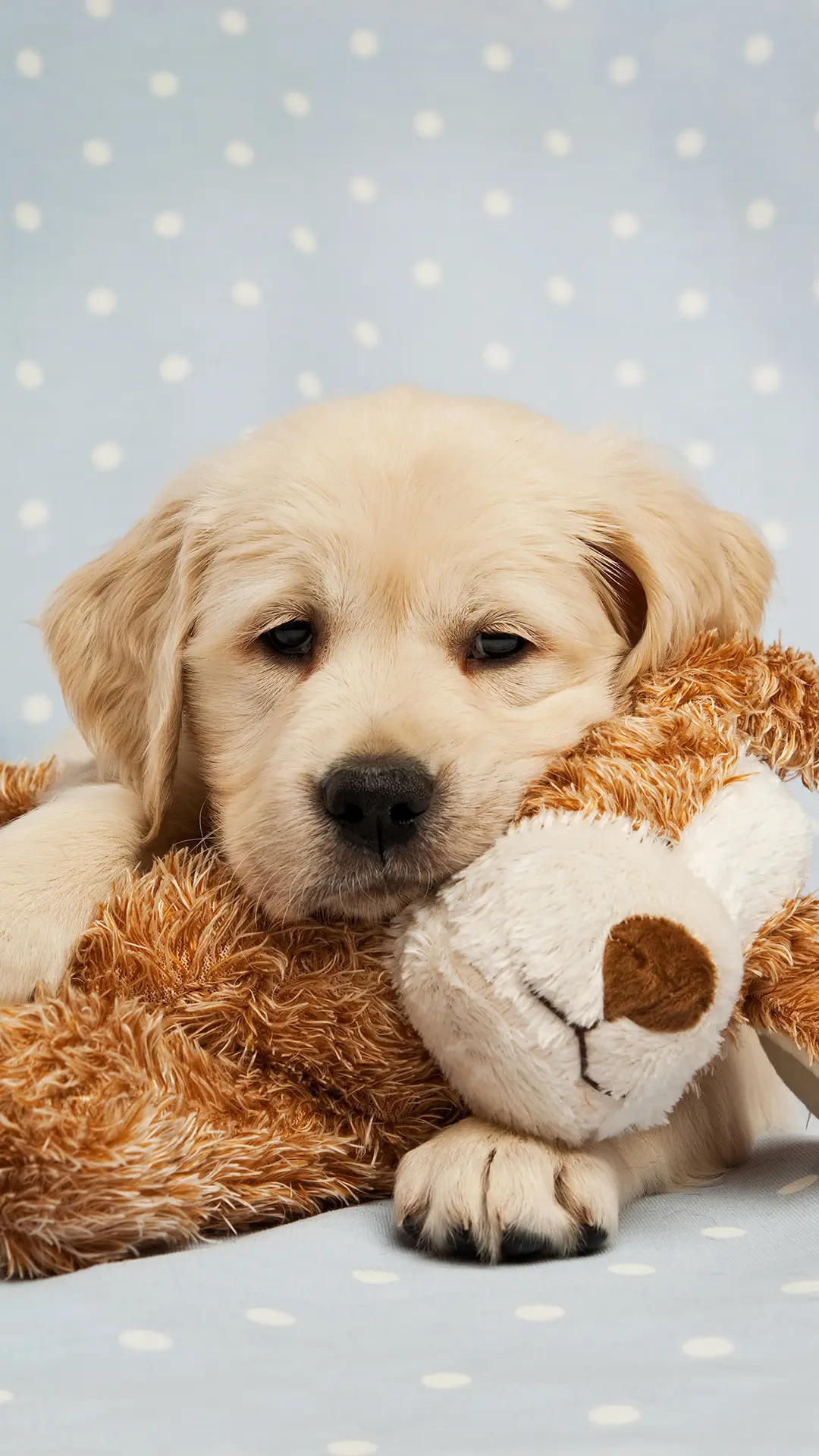 拉布拉多-锐景创意 - Screenshot 1