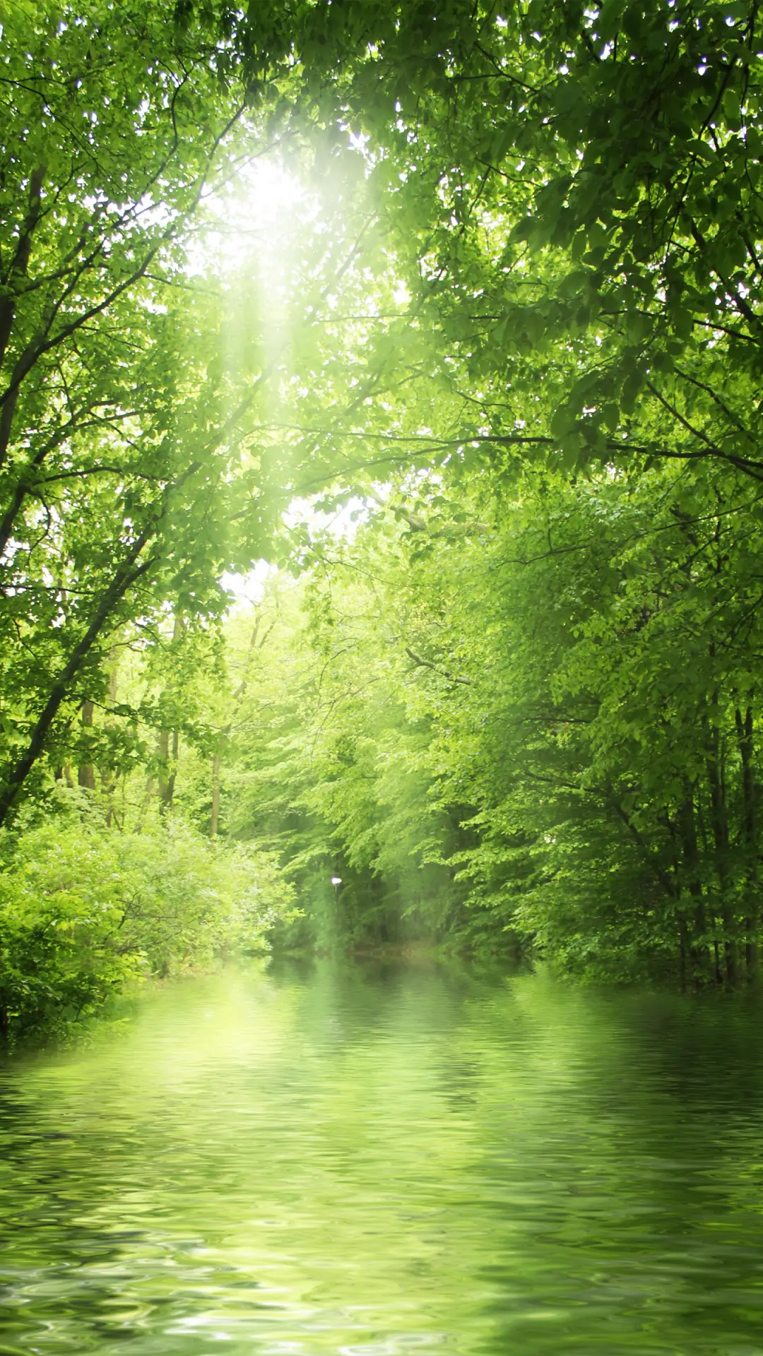 绿色森林-拍信图库 - Screenshot 1