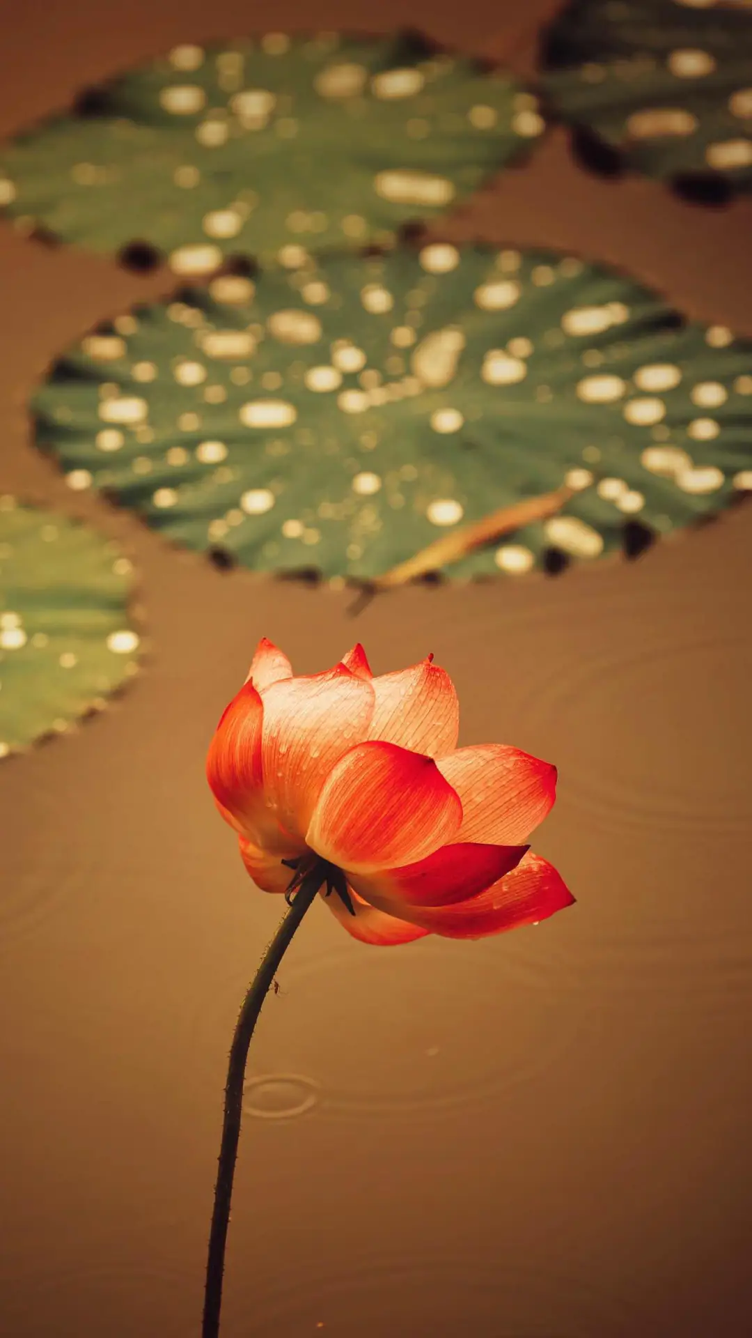 找到目标不做迷茫者