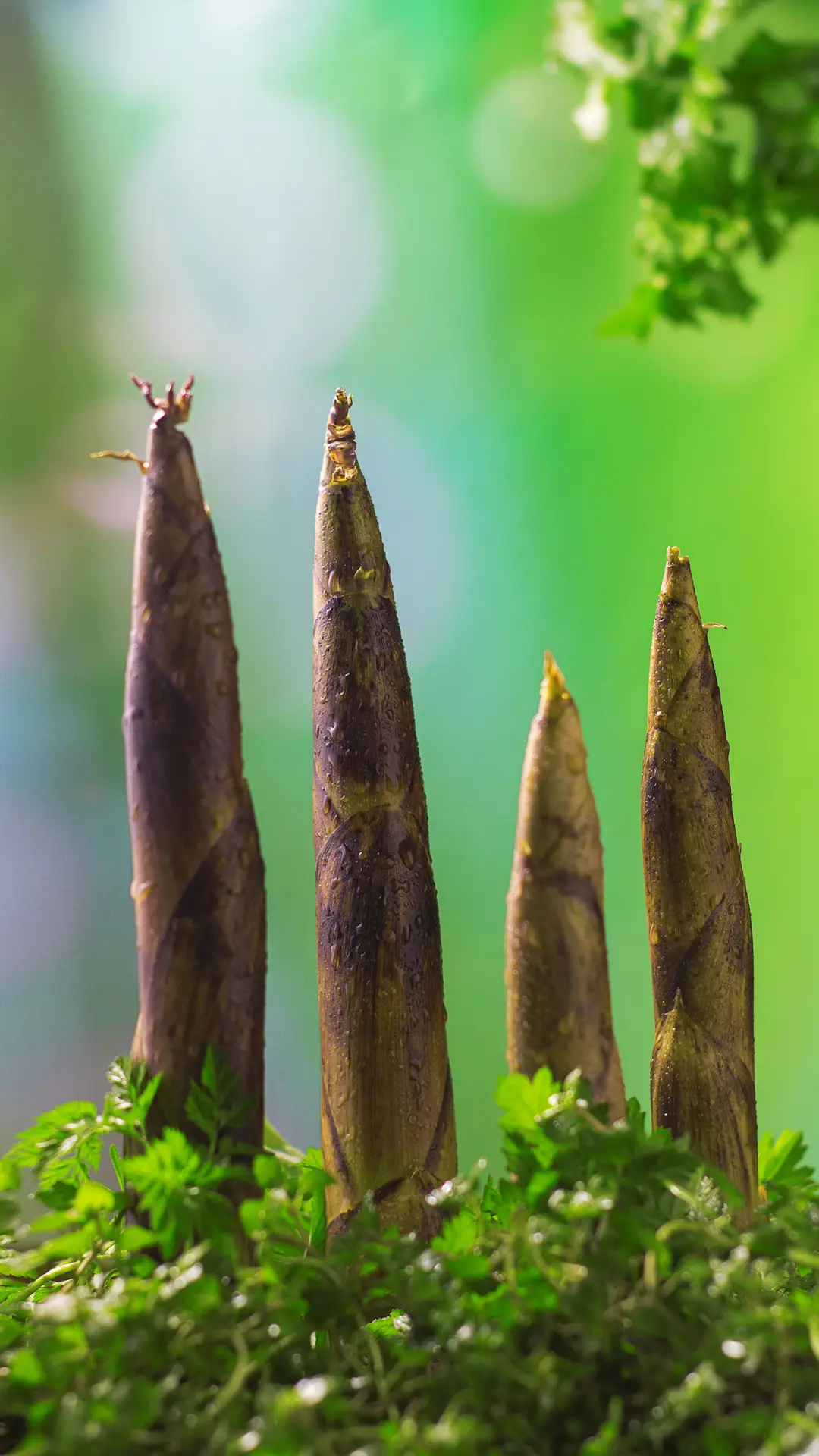 惊蛰-视觉中国 - Screenshot 1