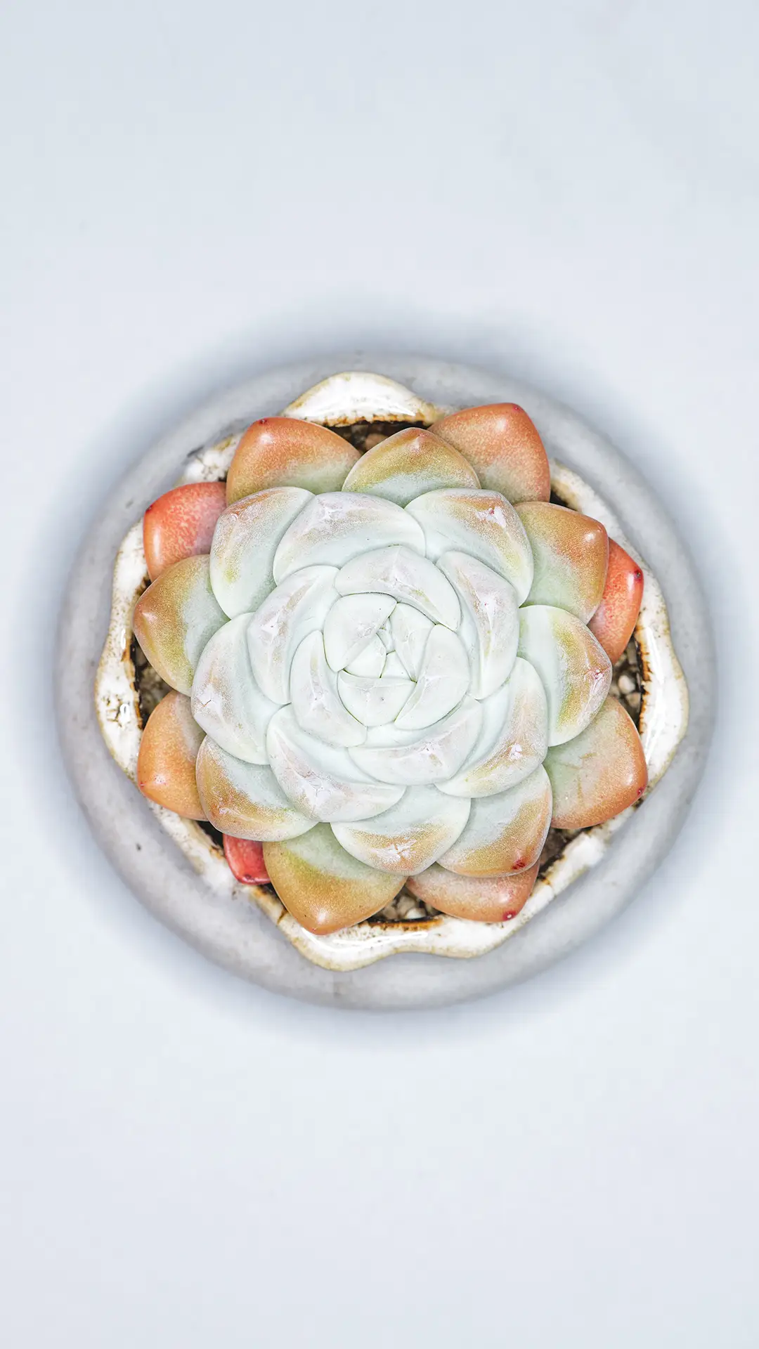 多肉就要这么养