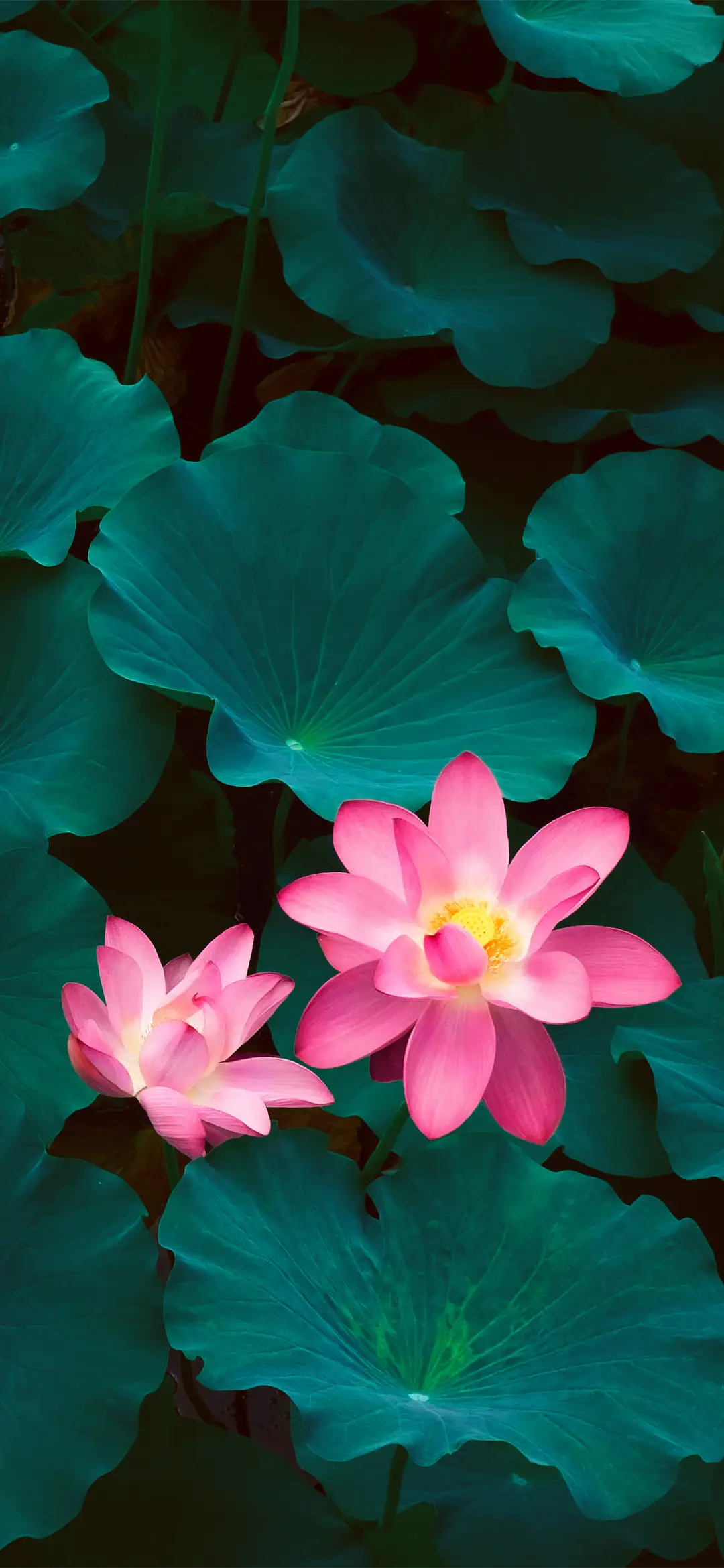 夏日荷花小清新壁纸-锐景创意 - Screenshot 1