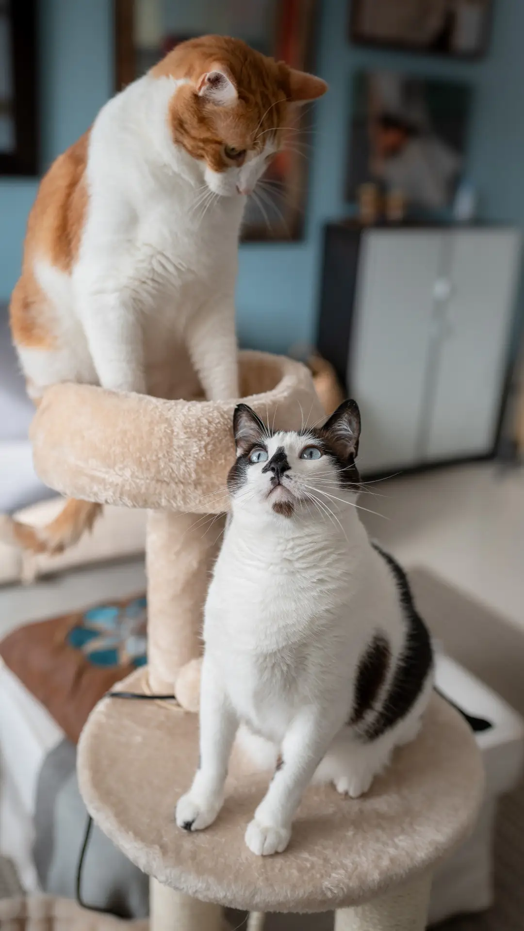 为何公猫更招人喜欢 - Screenshot 1