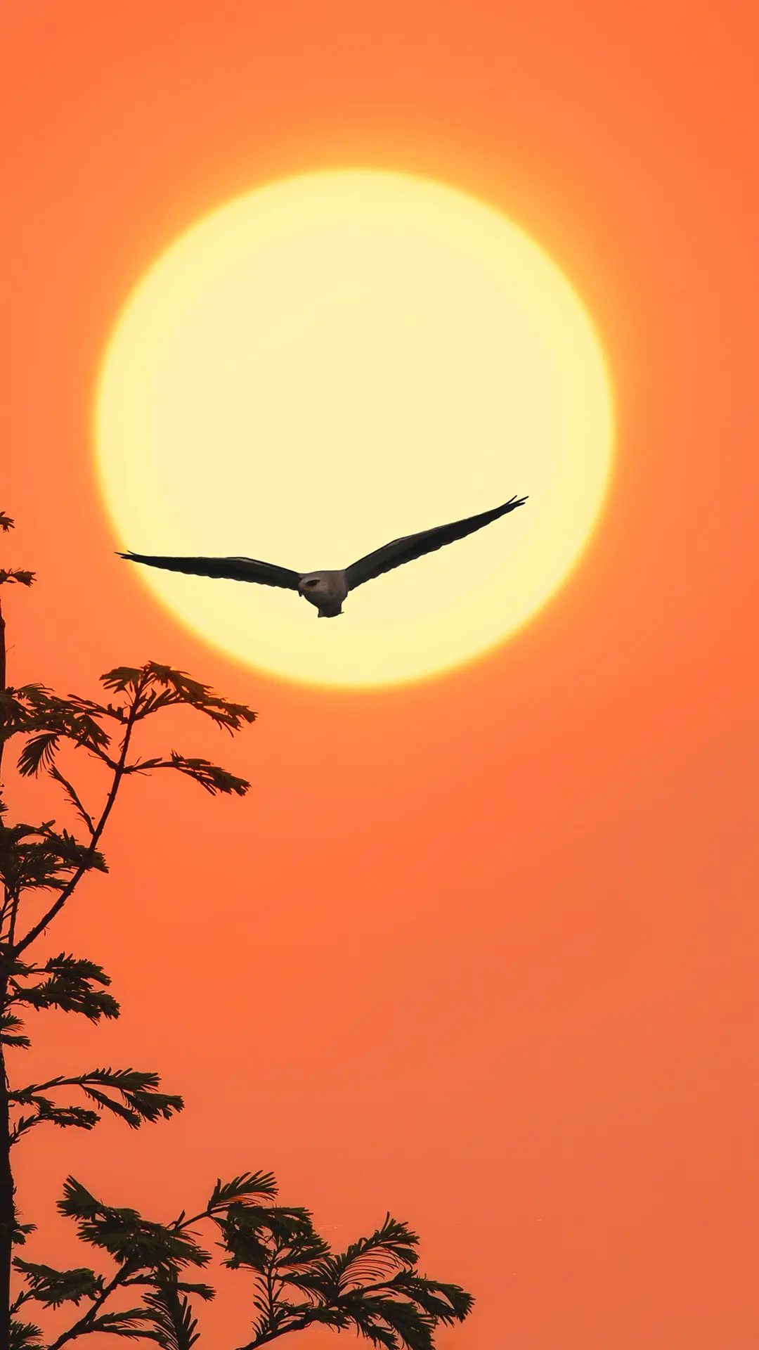 落日飞鸟-视觉中国 