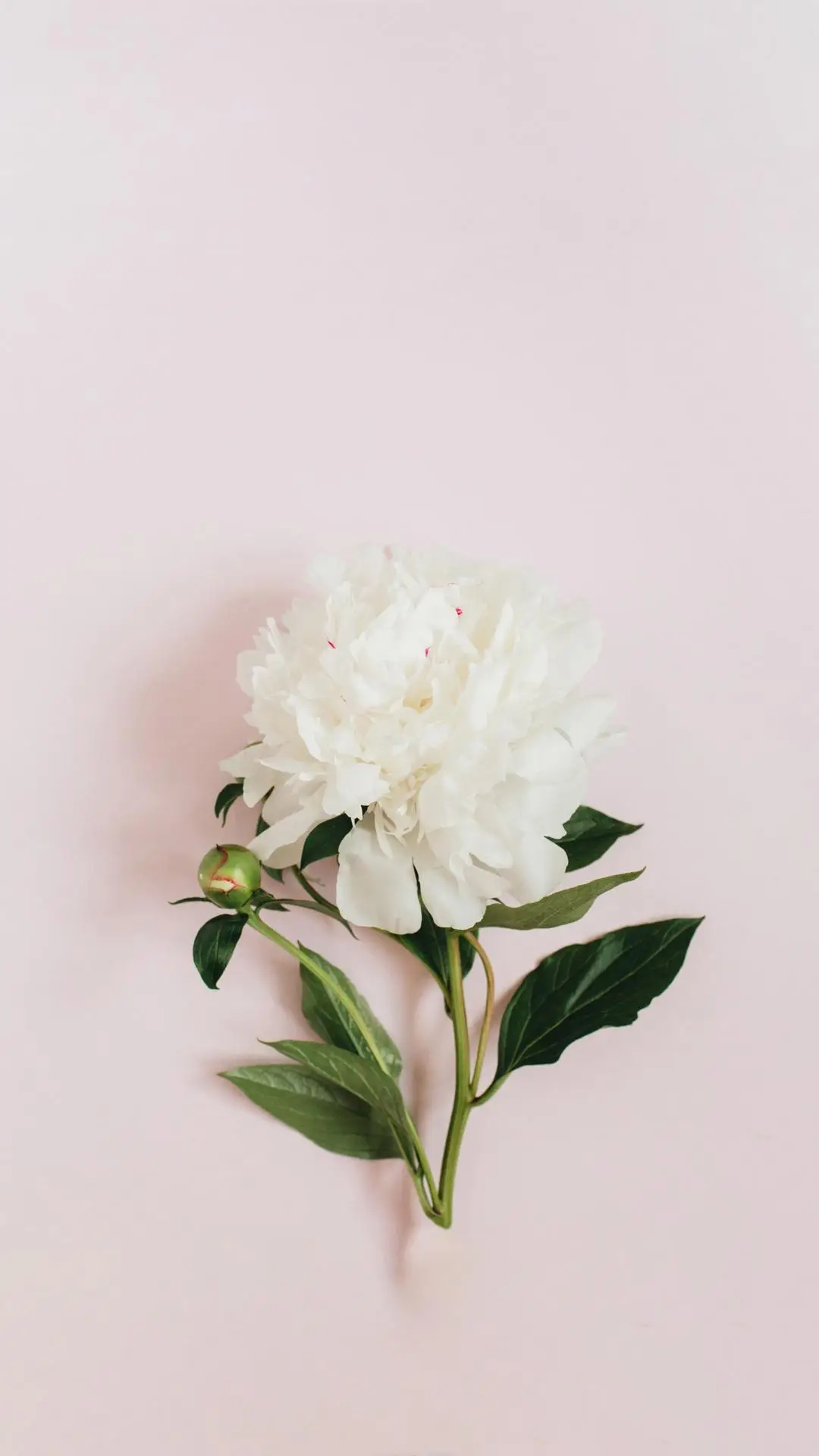 淡定的人生不寂寞