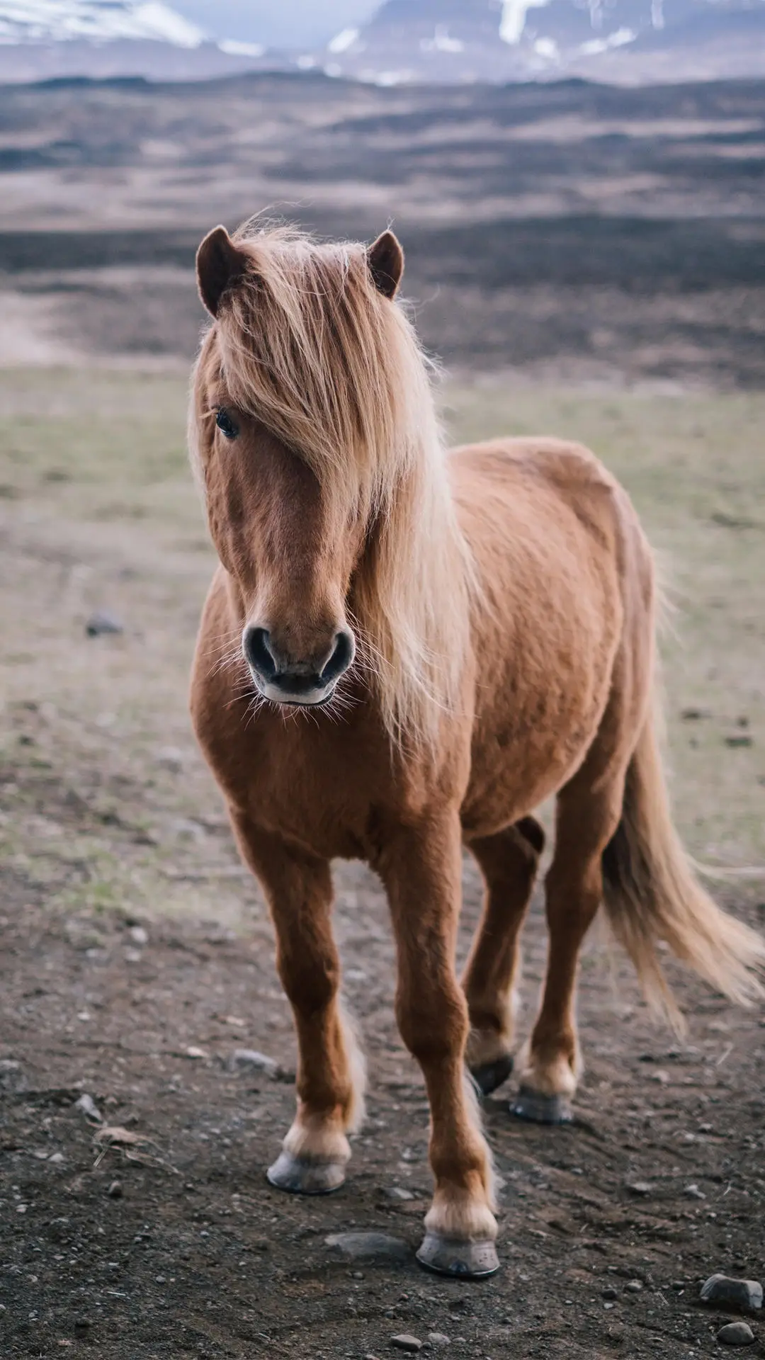 不羁的灵魂 - Screenshot 1