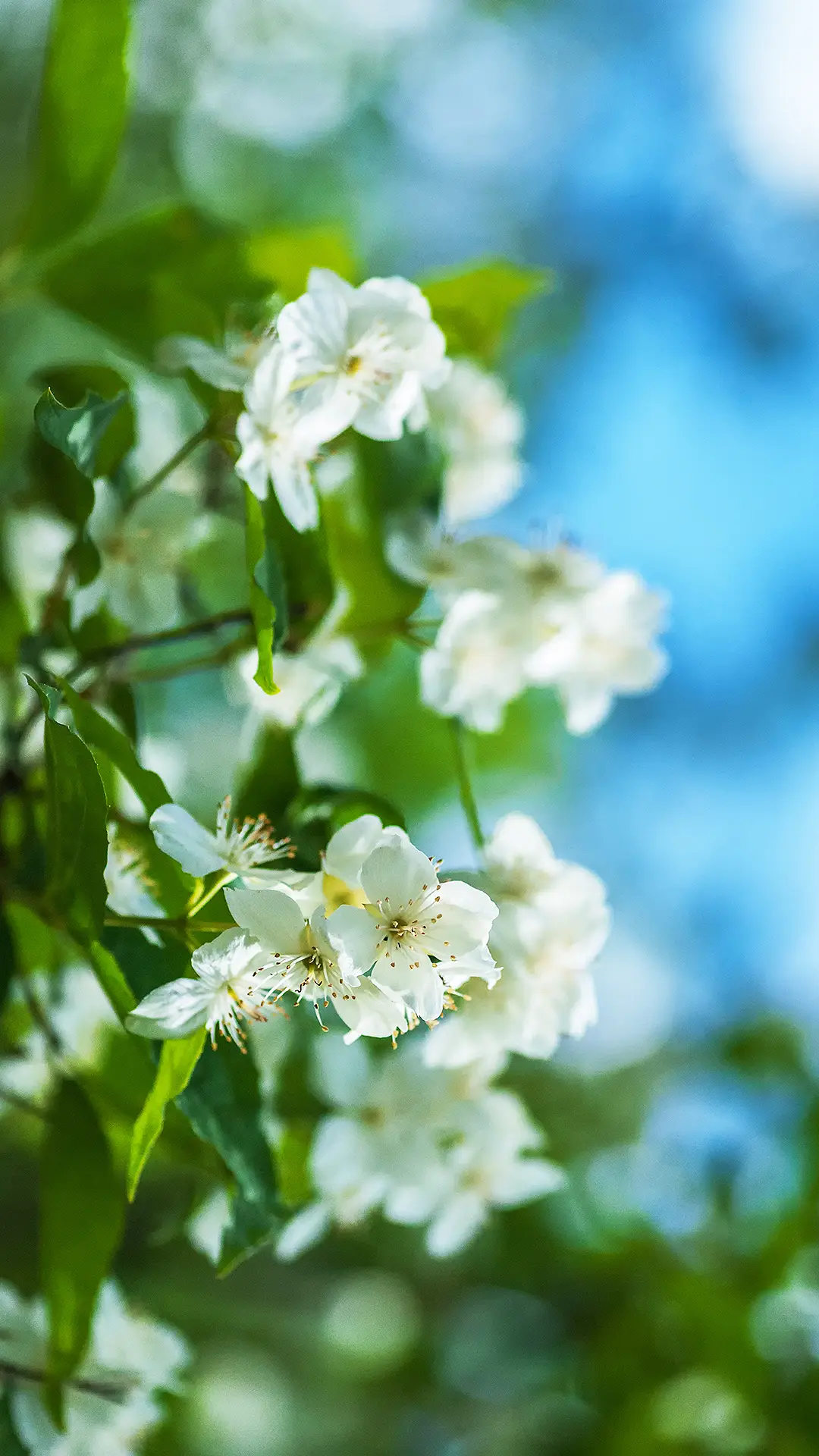 春意浓浓-拍信图库