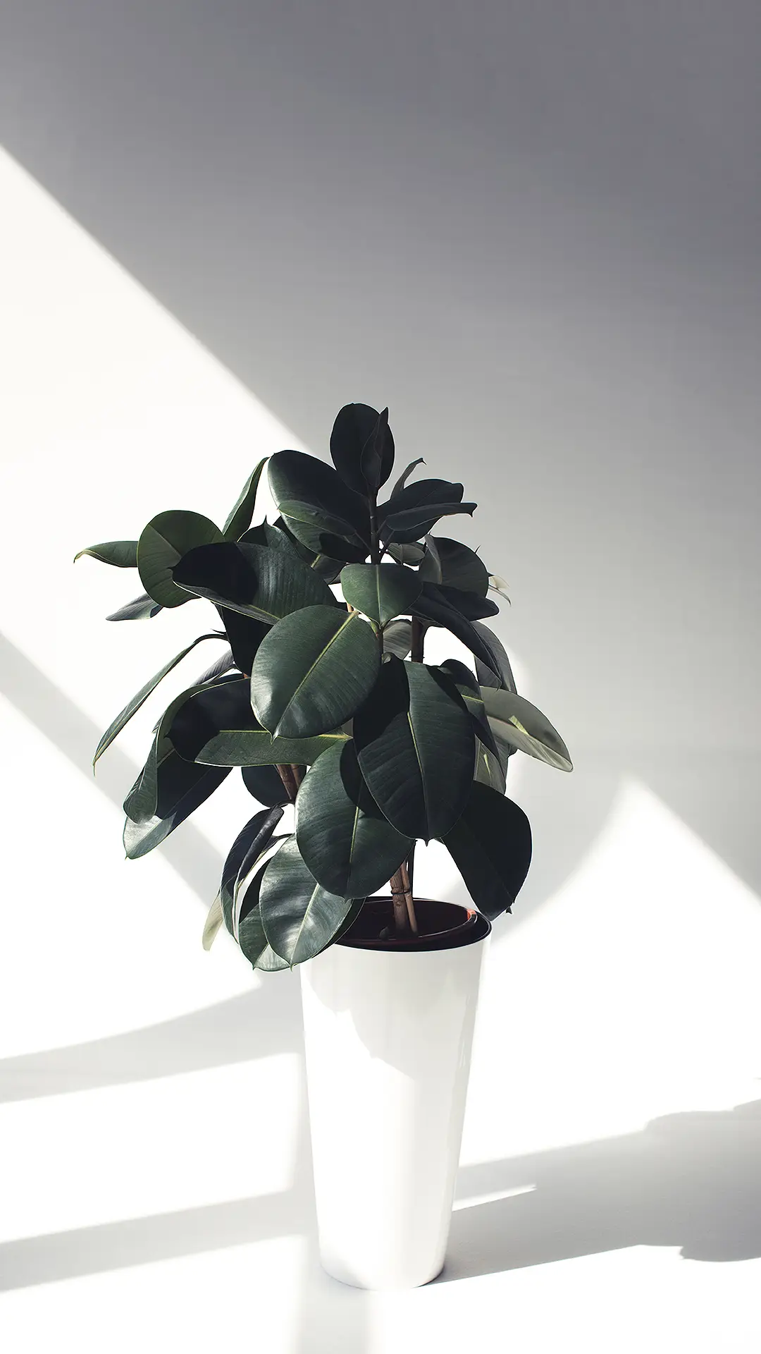 简约植卉-拍信图库