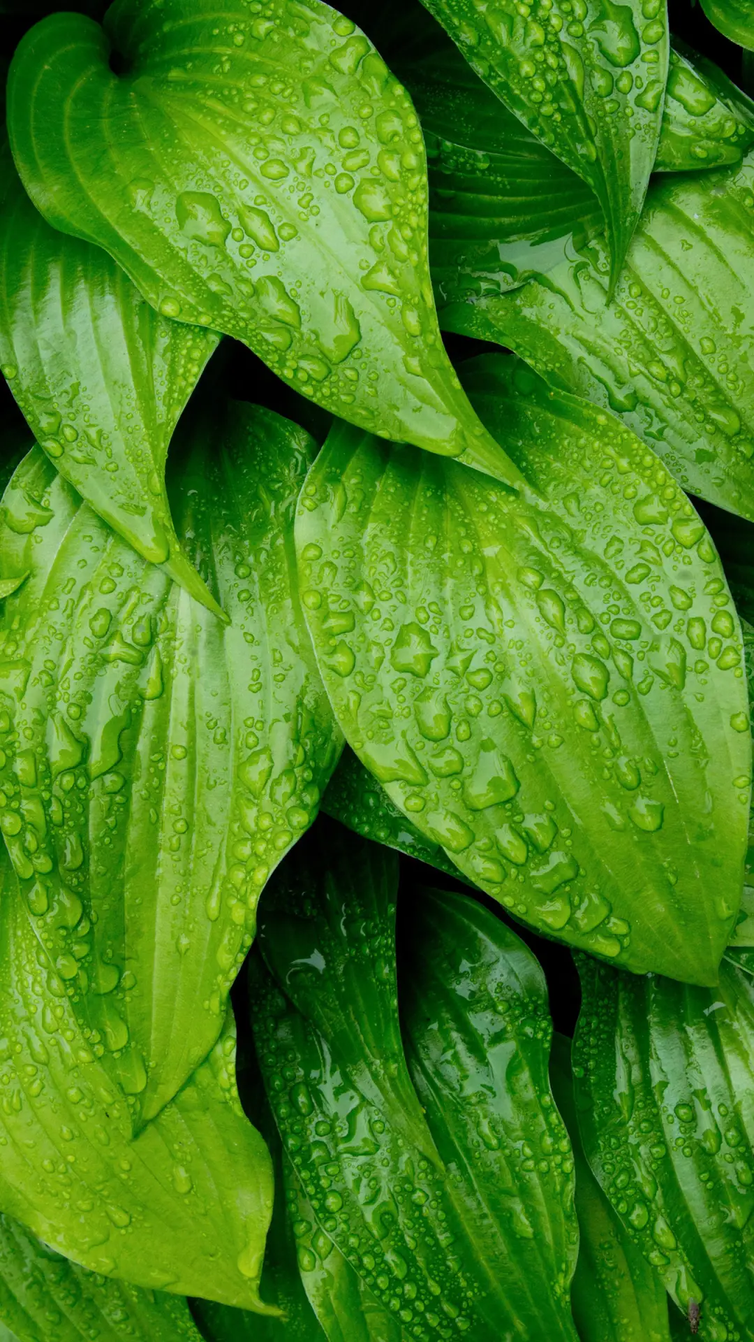 护眼绿壁纸-锐景创意