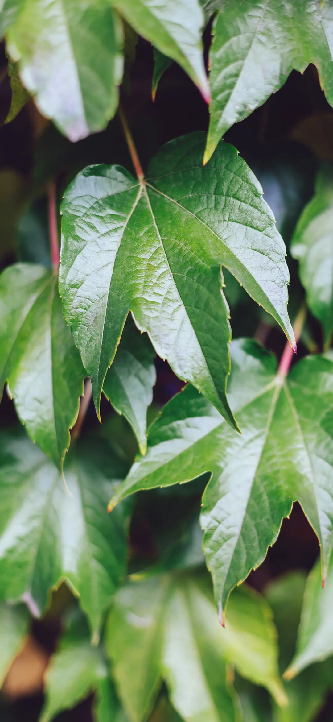 护眼绿壁纸-锐景创意 - Screenshot 1