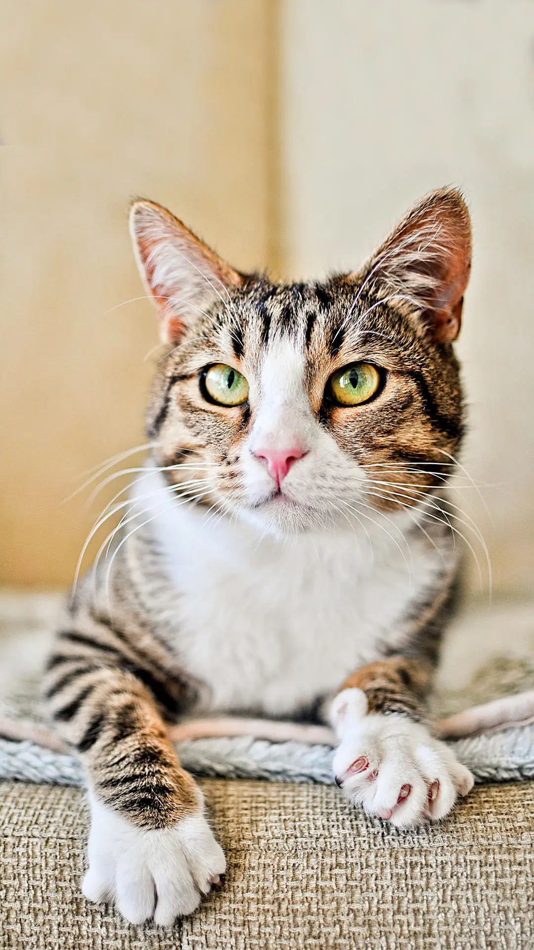 压力重重的猫咪