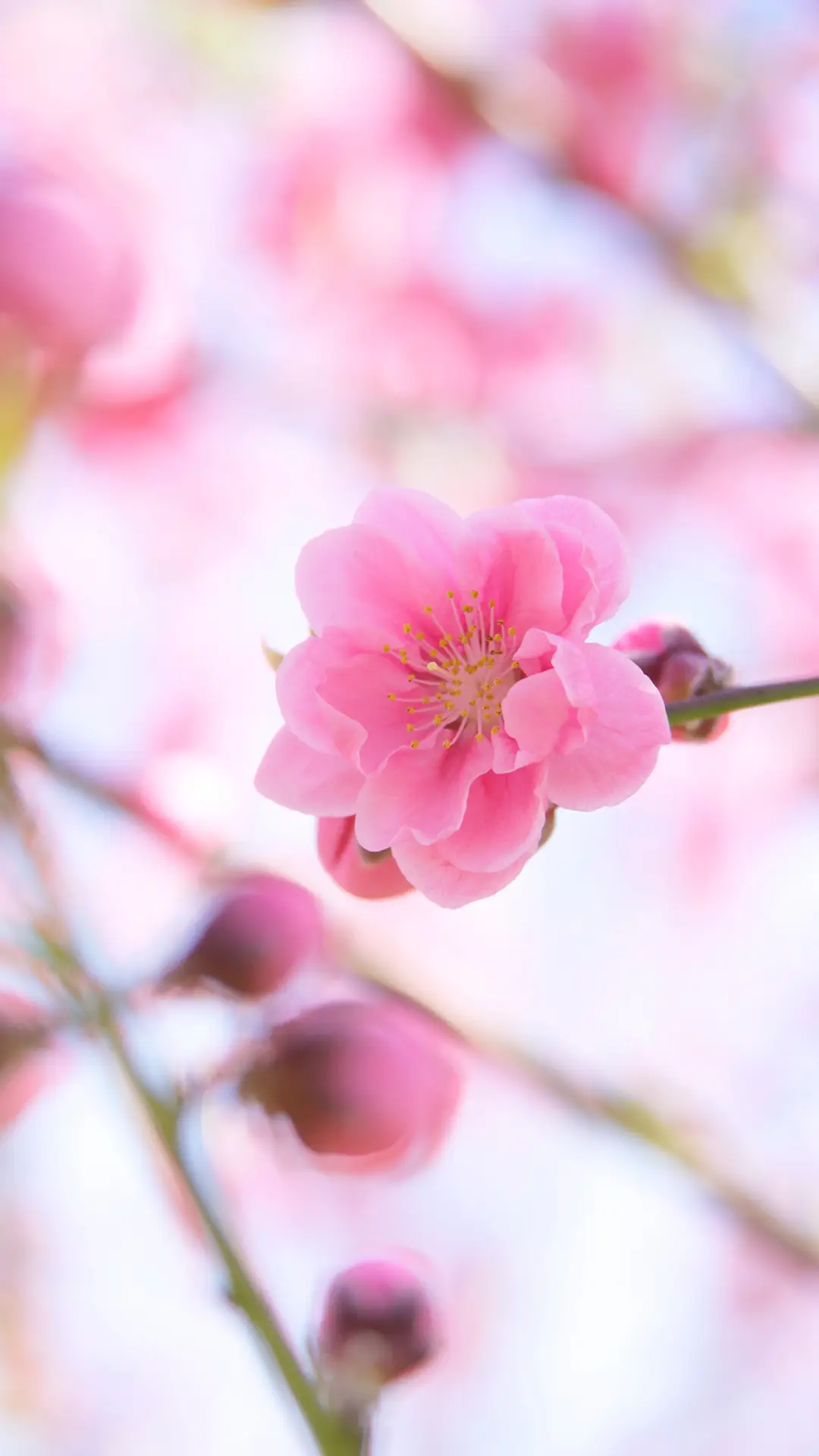 视觉中国-樱花 (2)