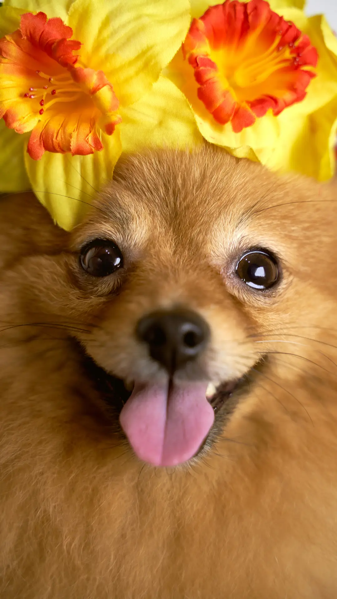 萌系动物-拍信图库