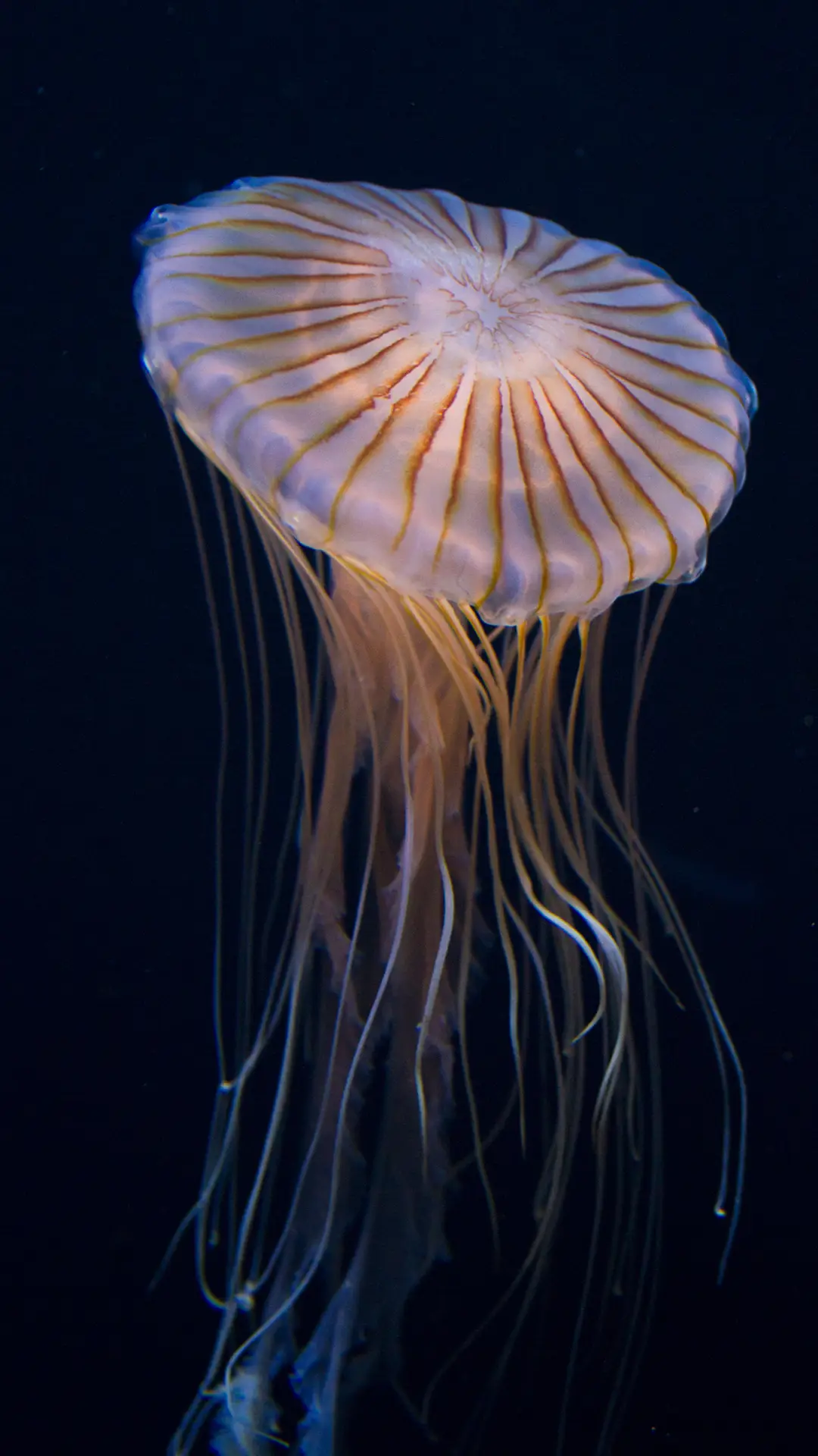 漂亮的水母-拍信图库 - Screenshot 1