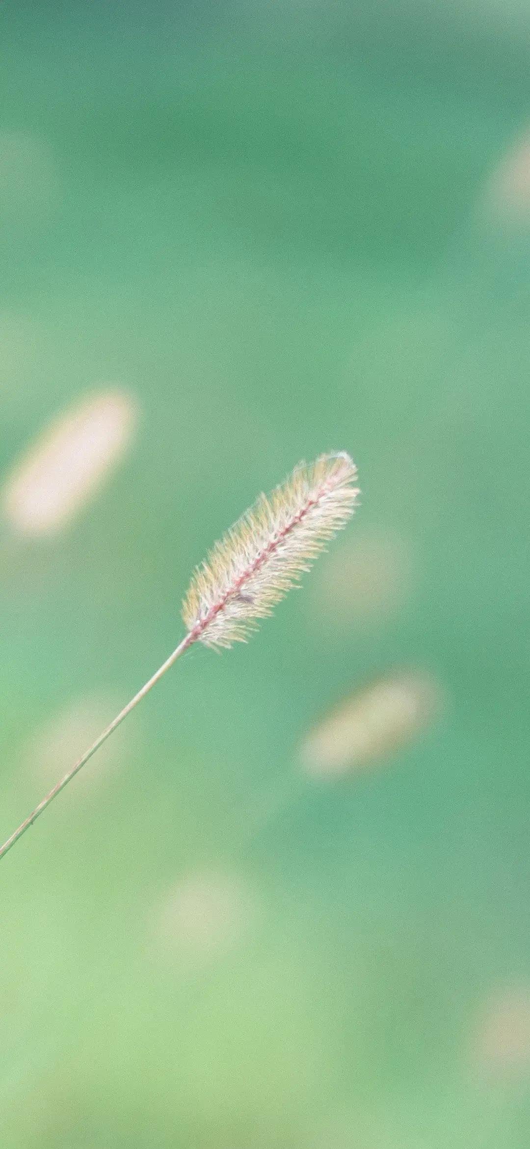 清新护眼植物壁纸-锐景创意 - Screenshot 1