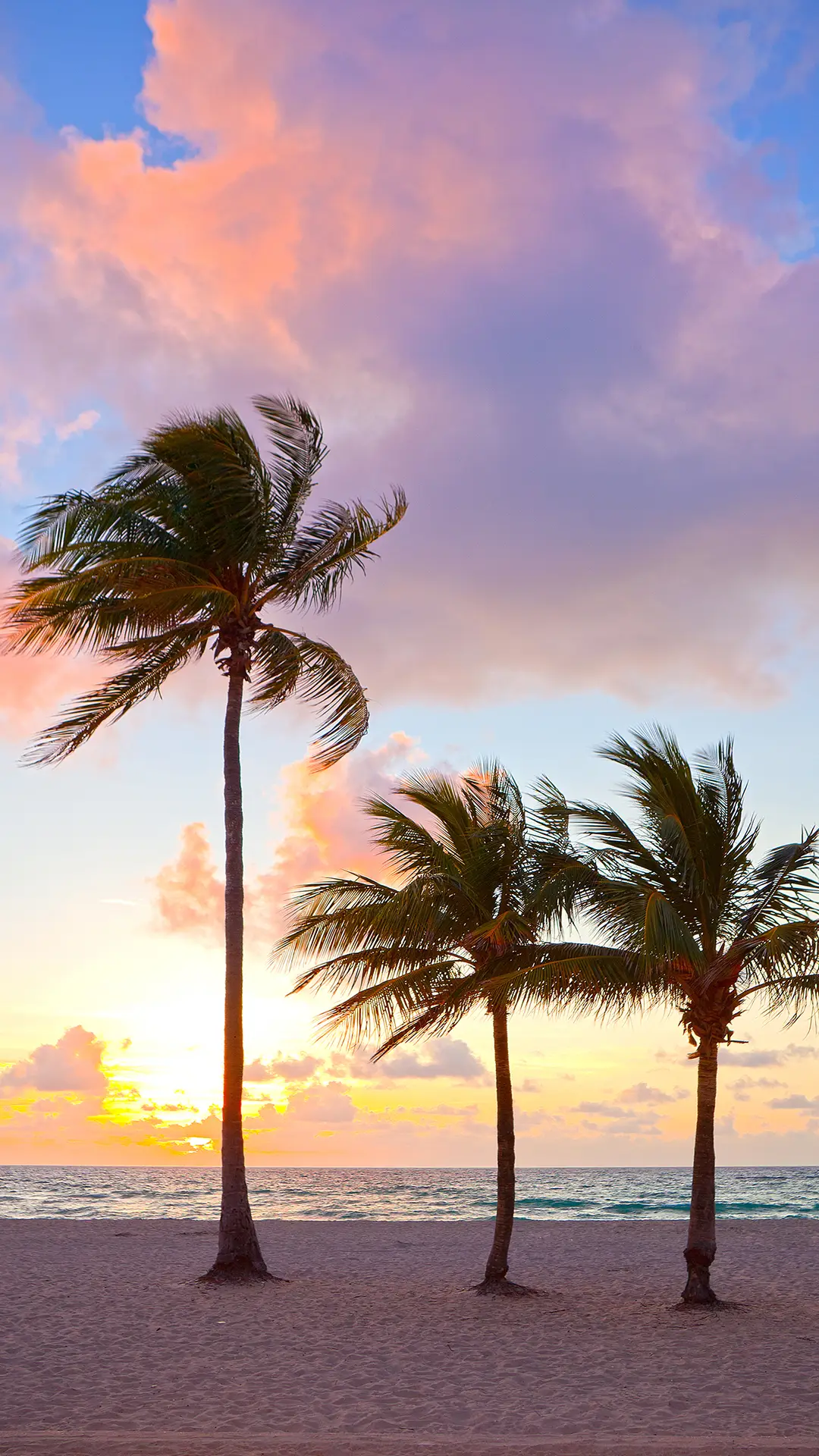 棕榈树-锐景创意