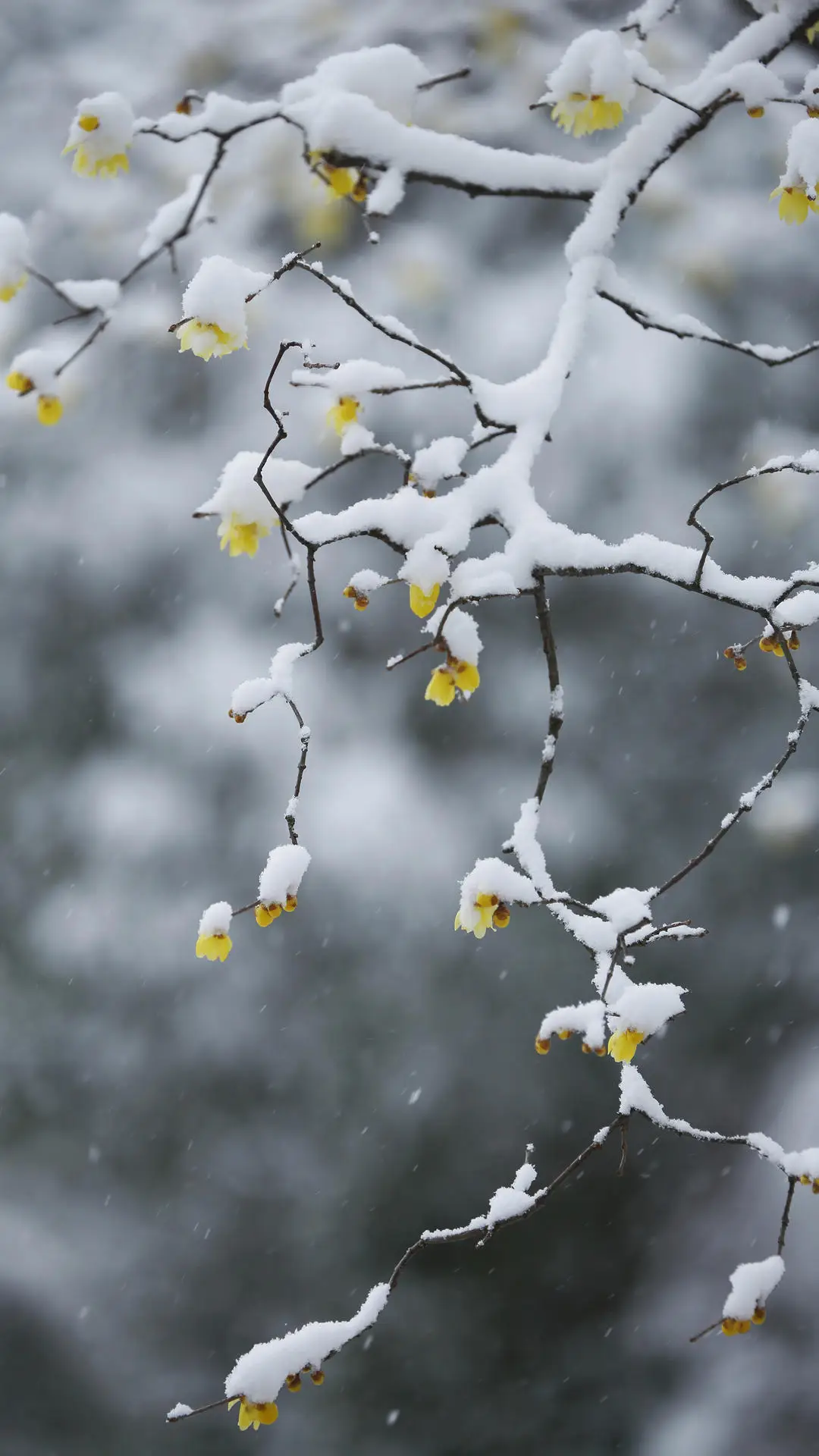邂逅最美小雪诗句