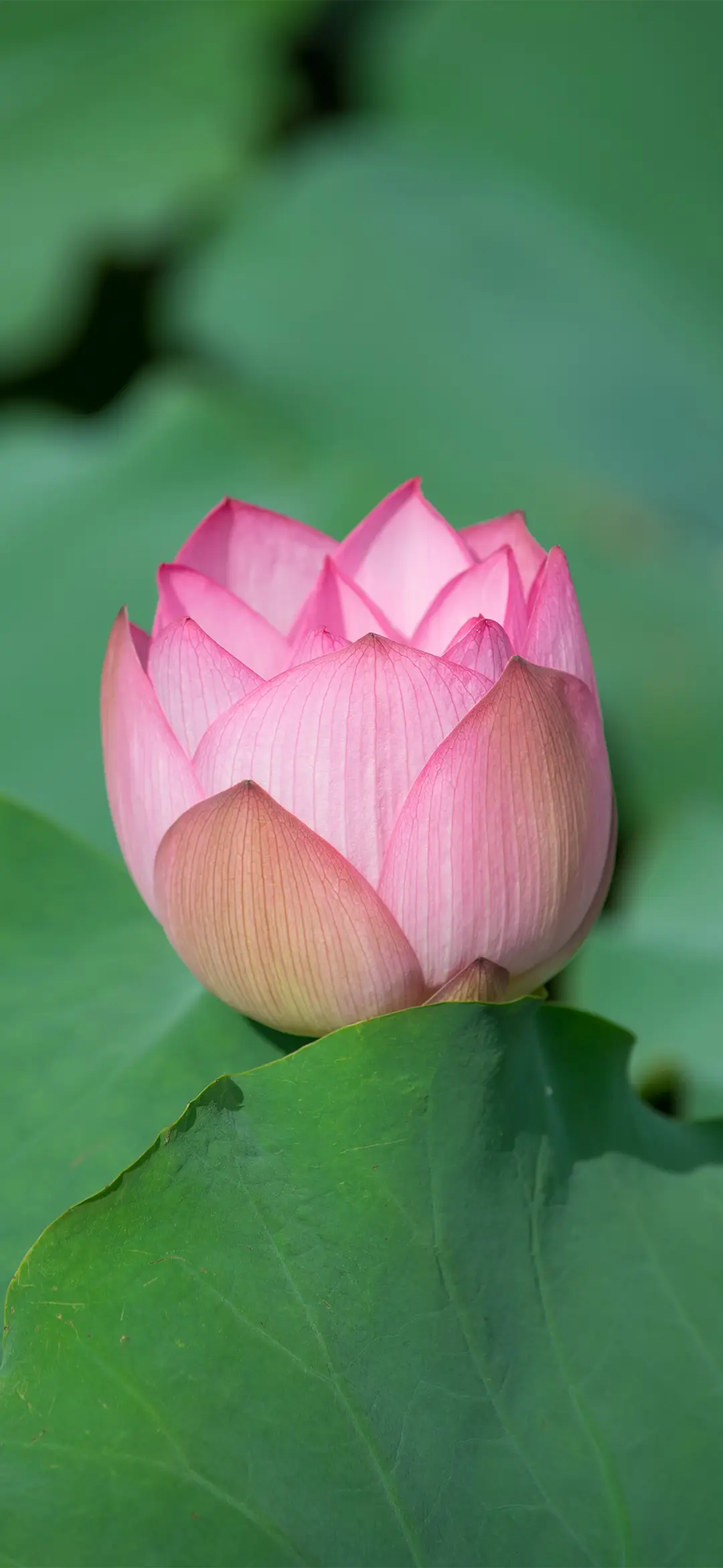 简约护眼荷花绿植壁纸-锐景创意