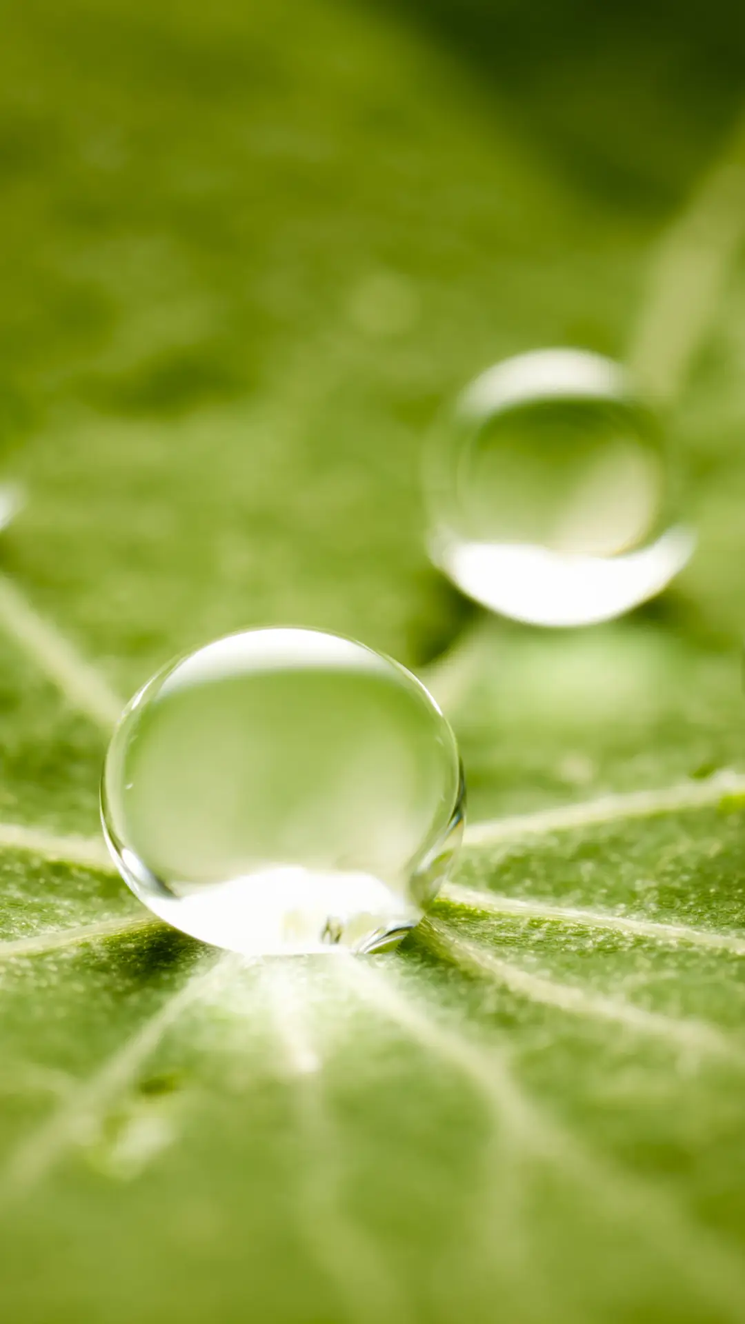 露珠-【视觉中国】 - Screenshot 1