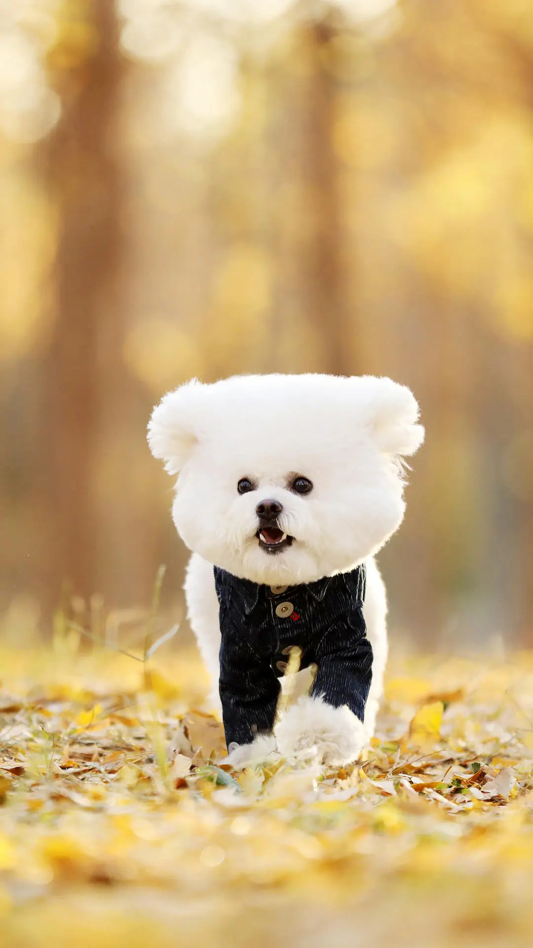 比熊犬的前世今生 - Screenshot 1