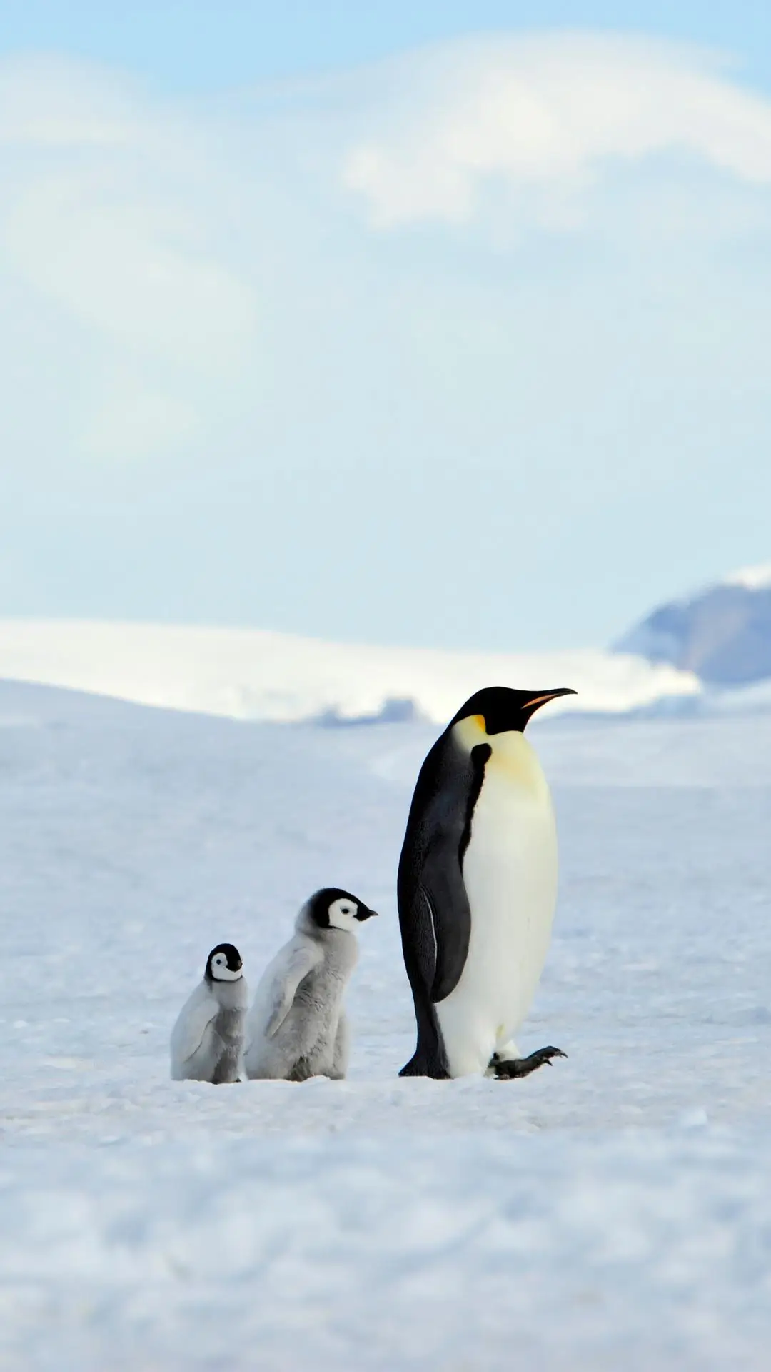专属冰天雪地的小可爱