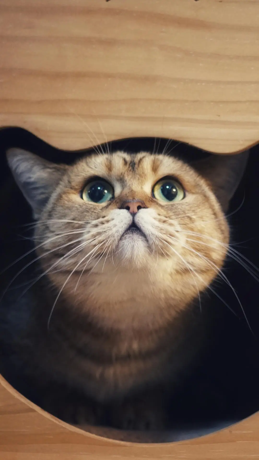 超实用的养猫干货