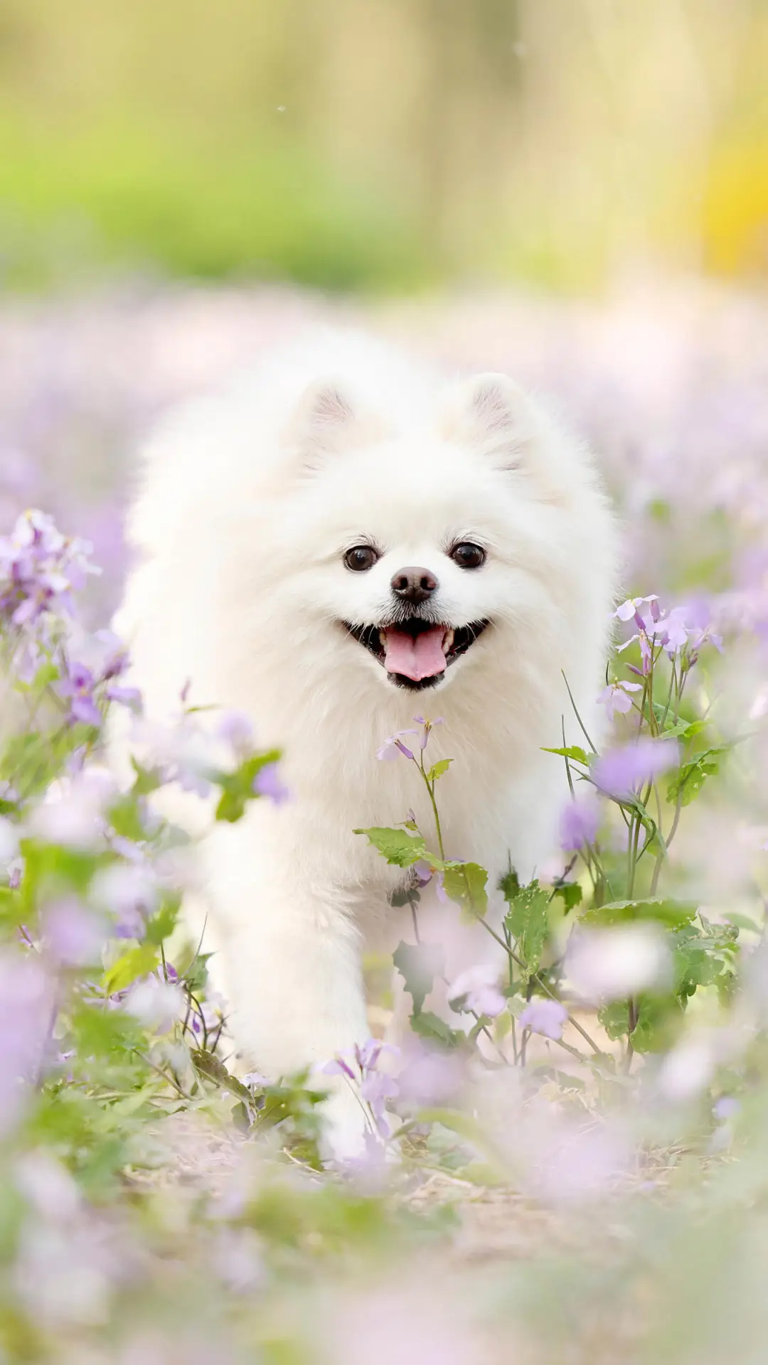 对博美犬健康的食物